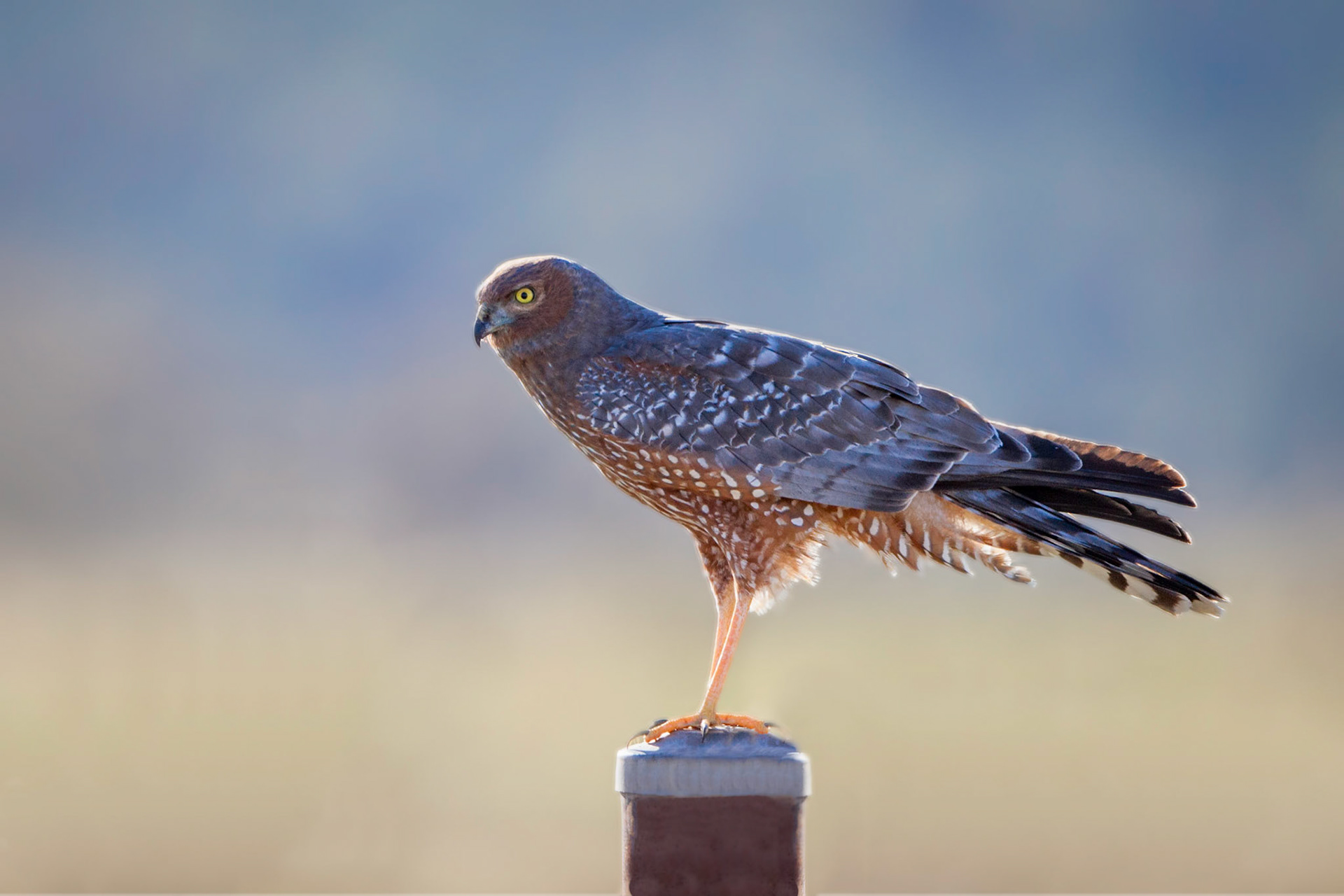 Spotted harrier