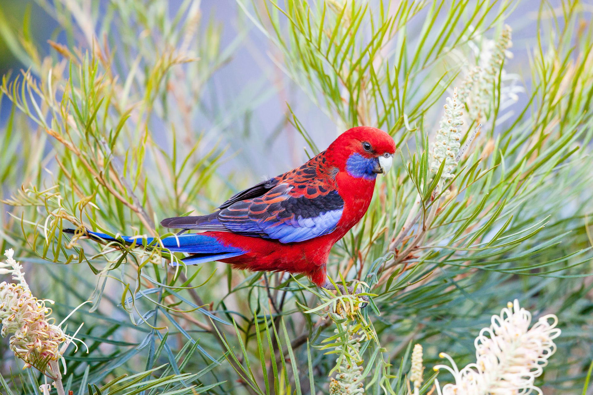 Crimson rosella