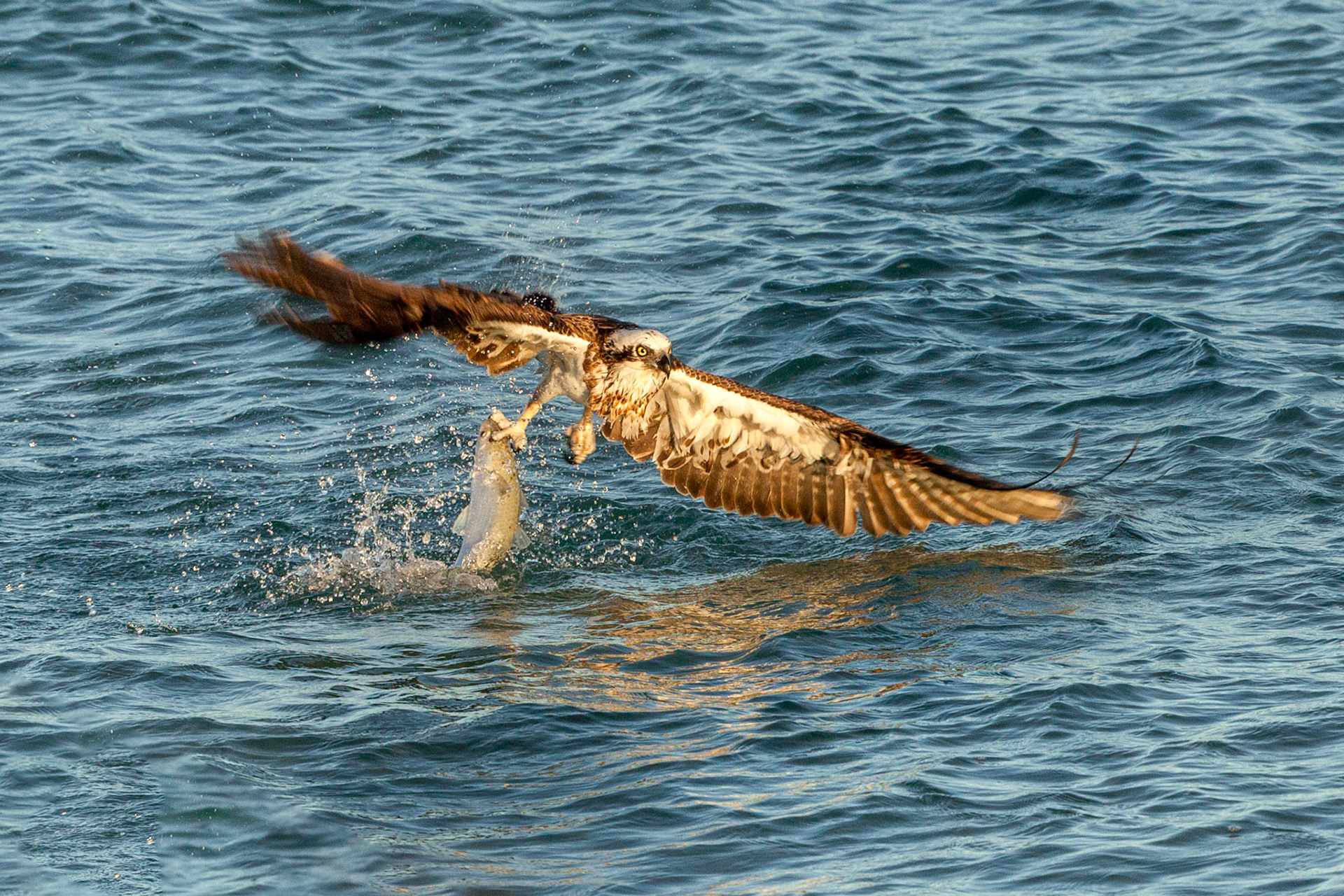 Eastern osprey