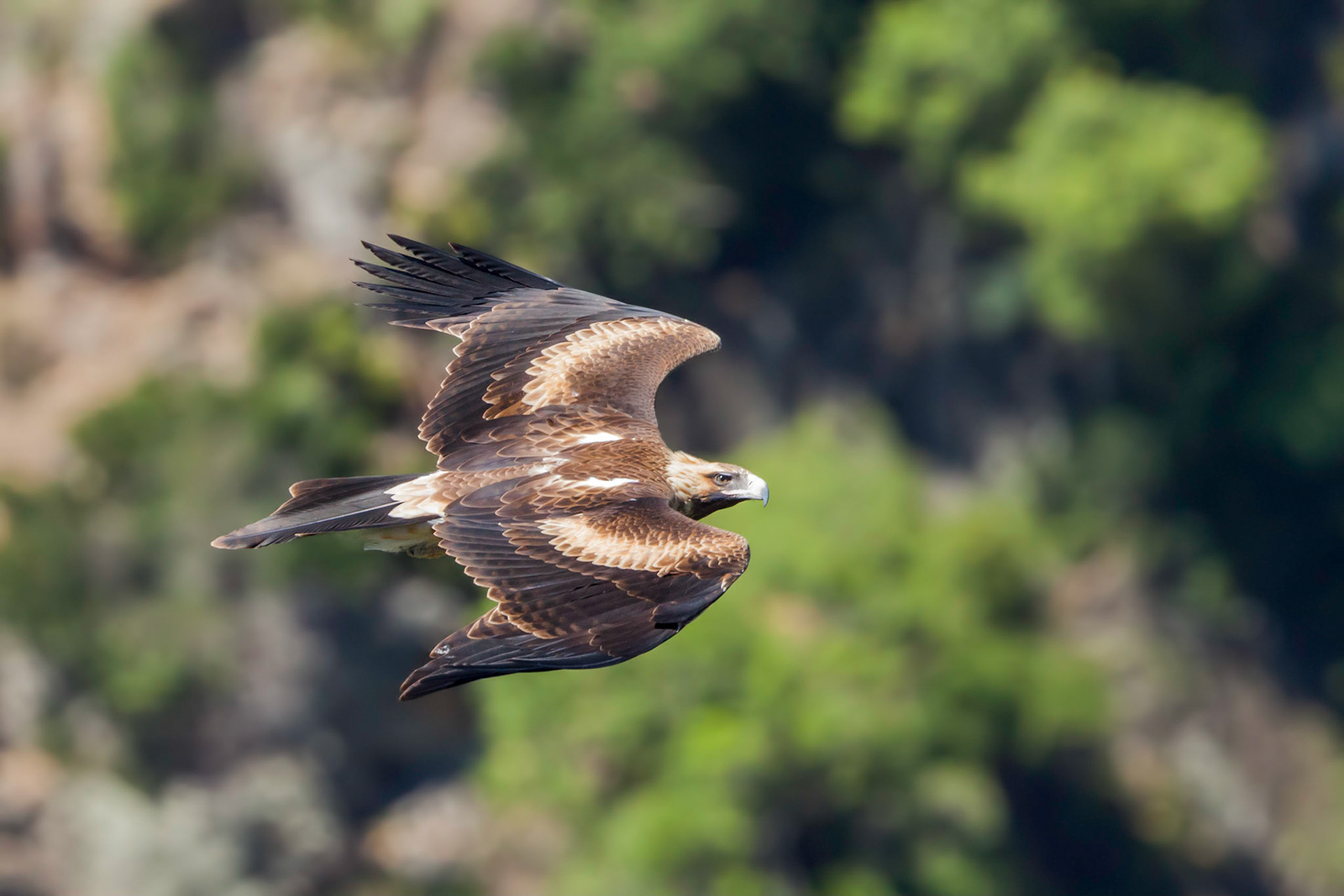 Wedge-tailed eagle