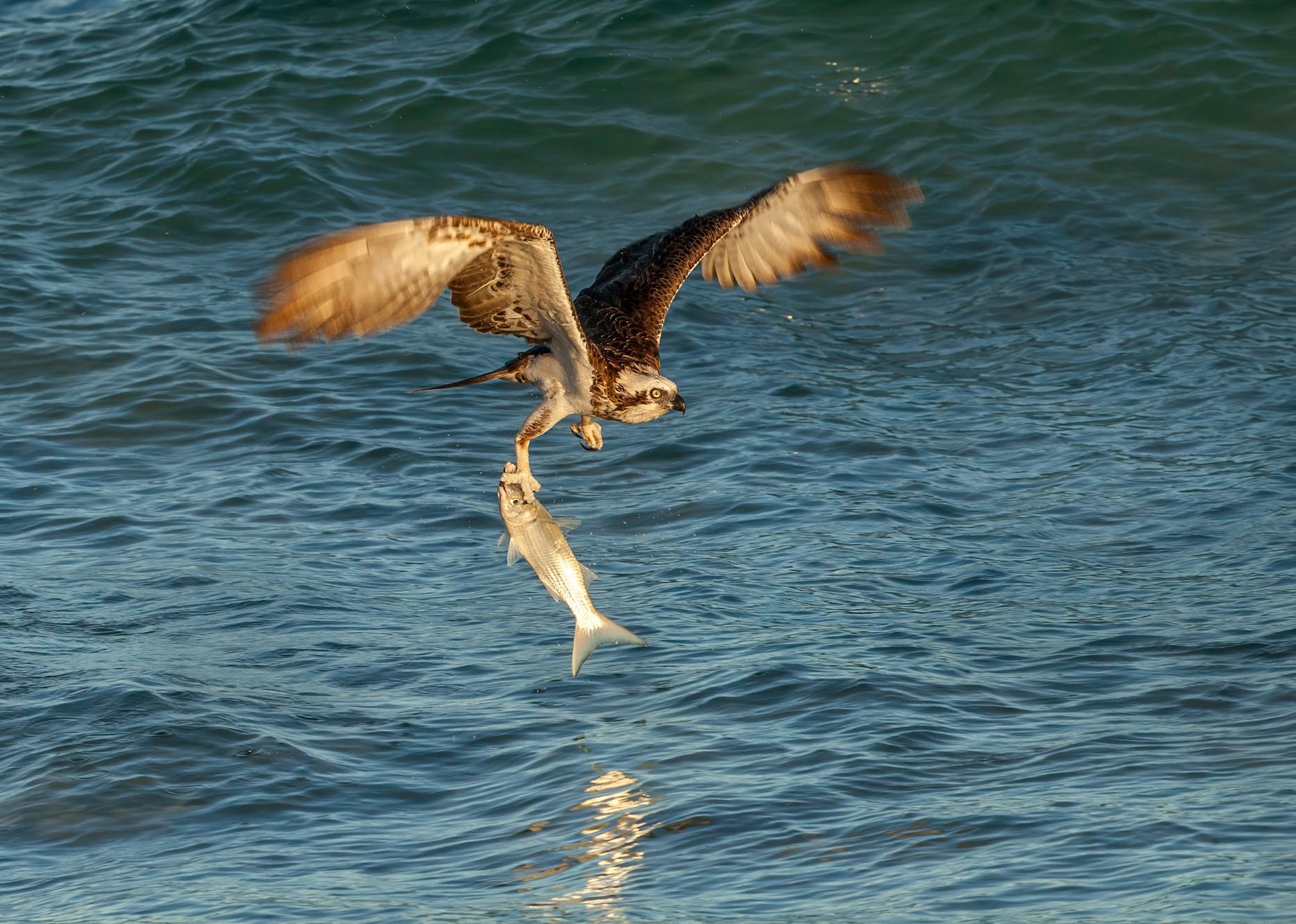 Eastern osprey