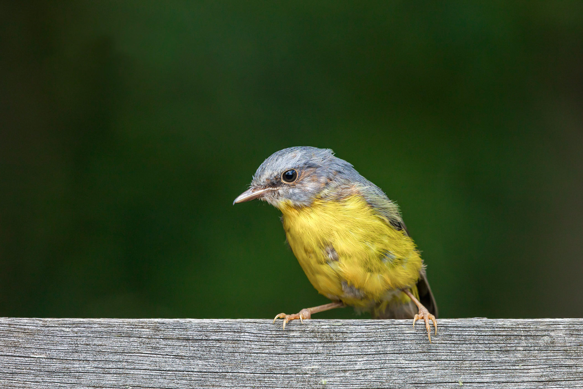Yellow robin
