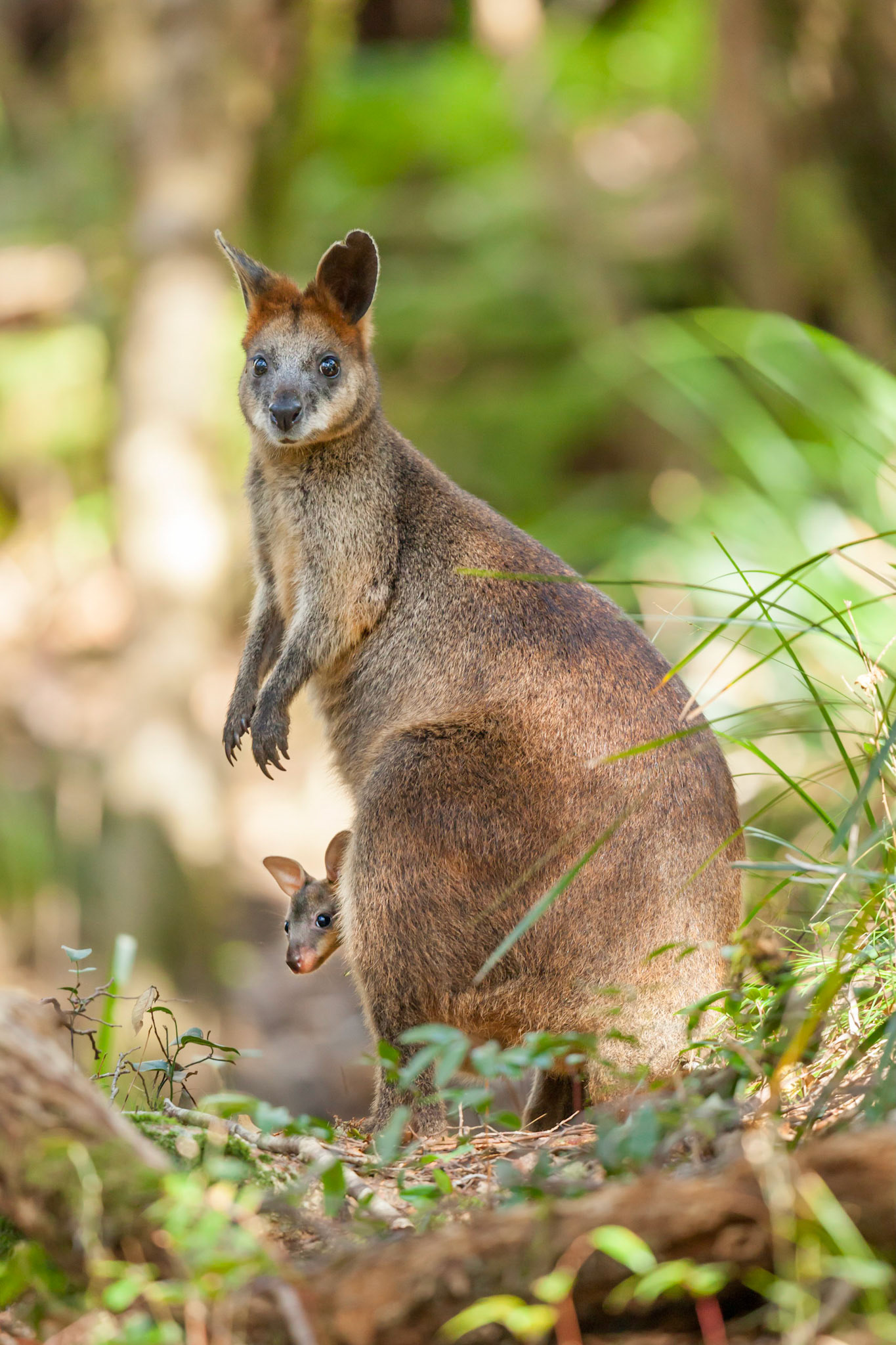 Wallaby mother and joey