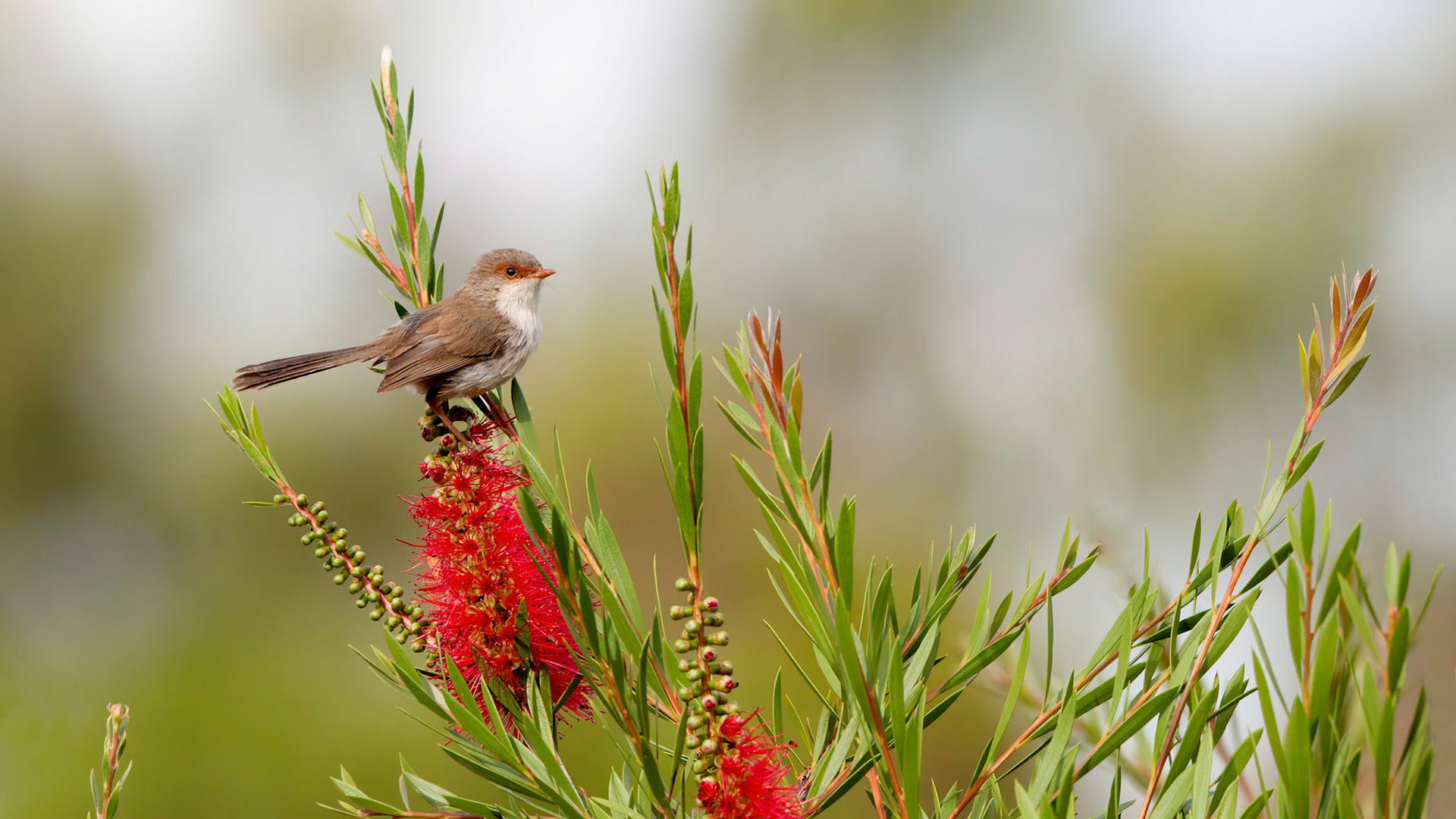 Superb fairy-wren