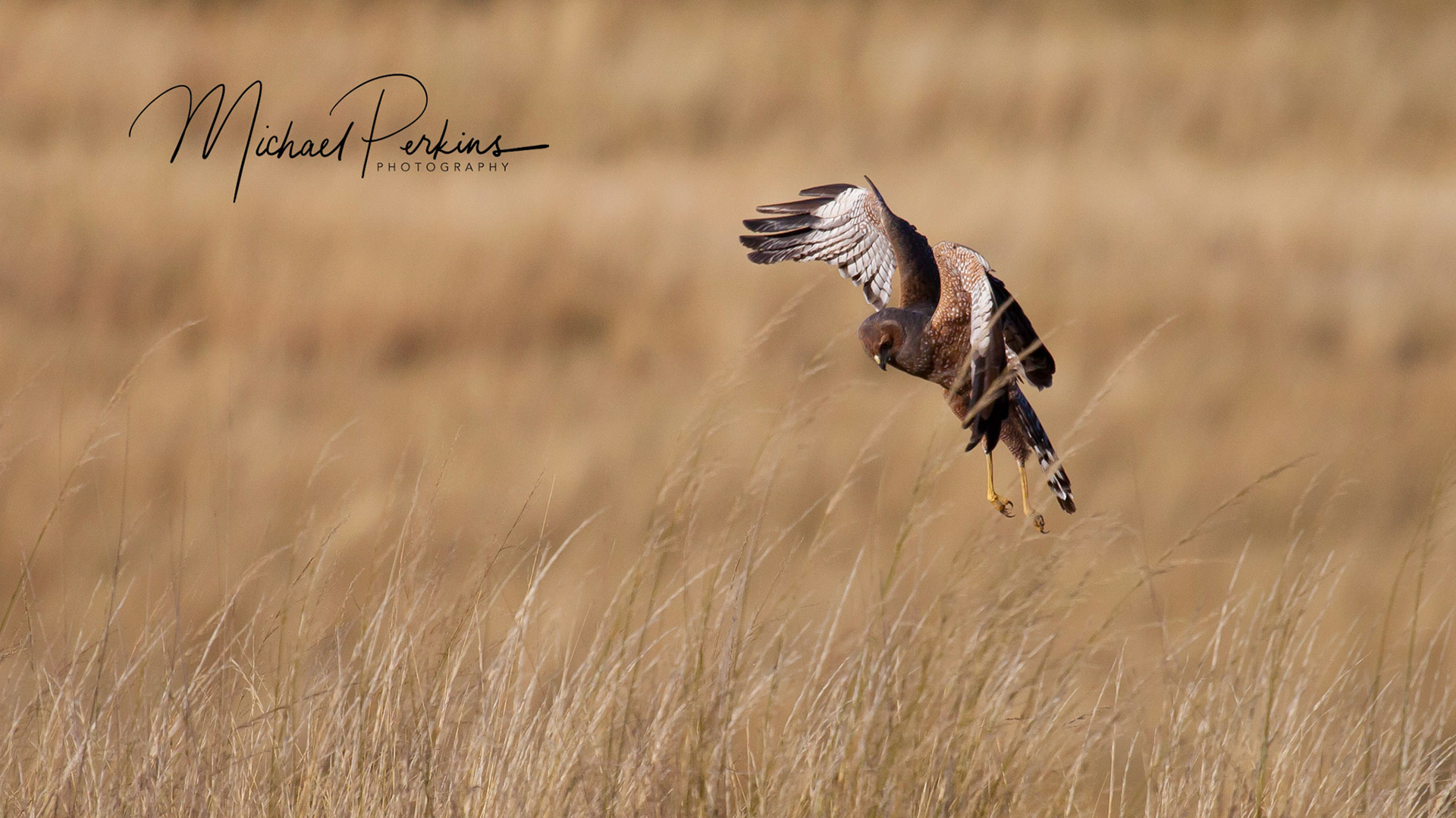 Spotted Harrier, Quirindi