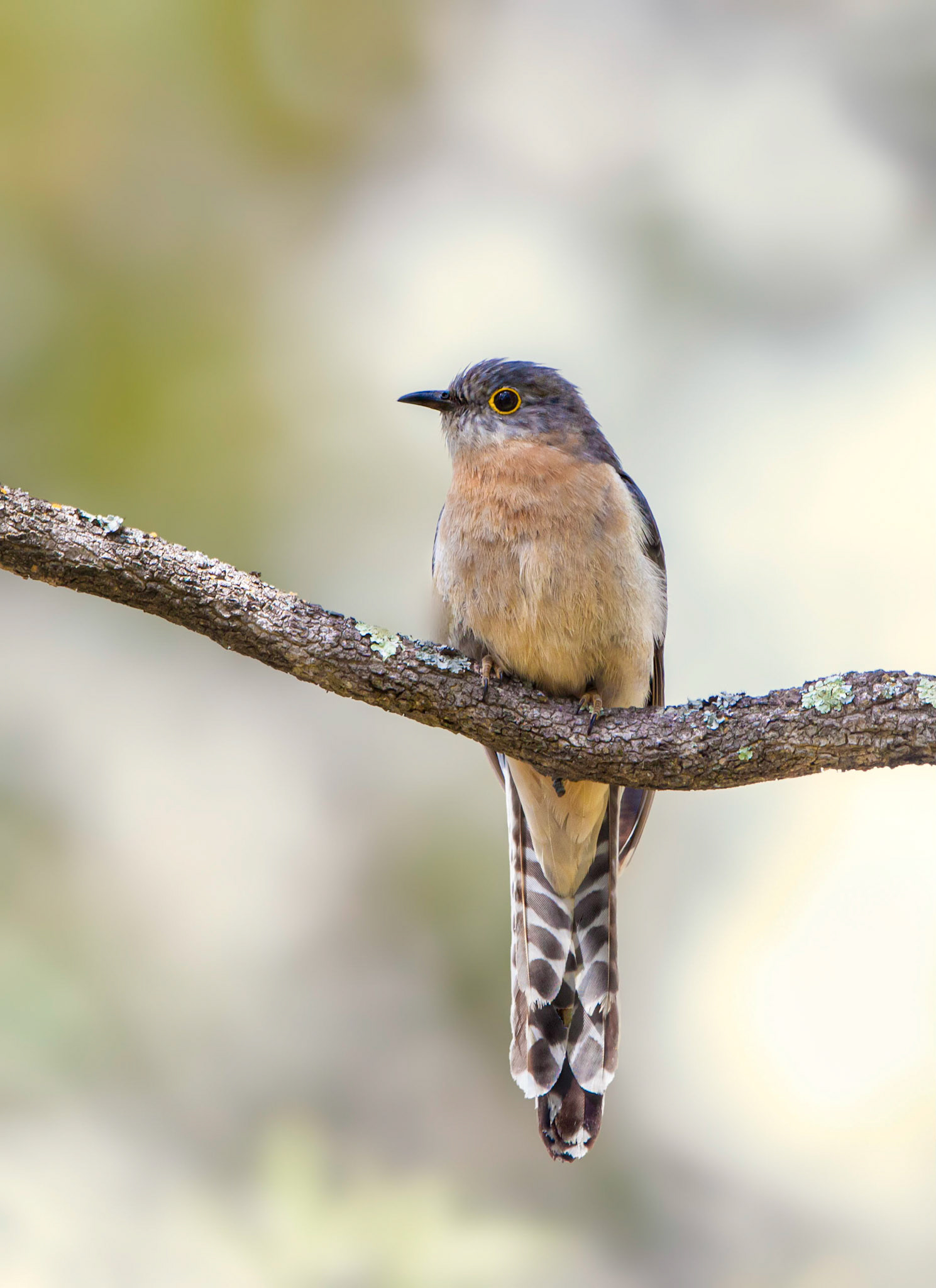 Fan-tailed cuckoo