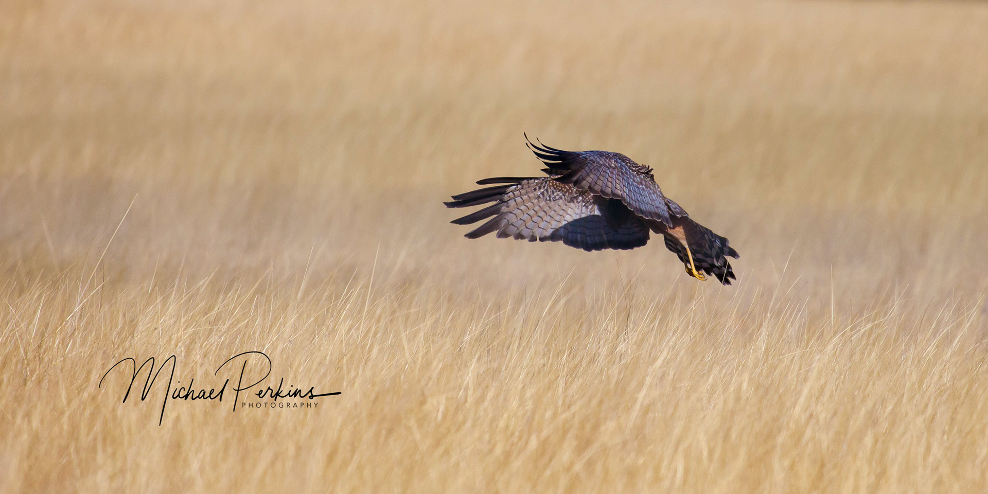Spotted harrier