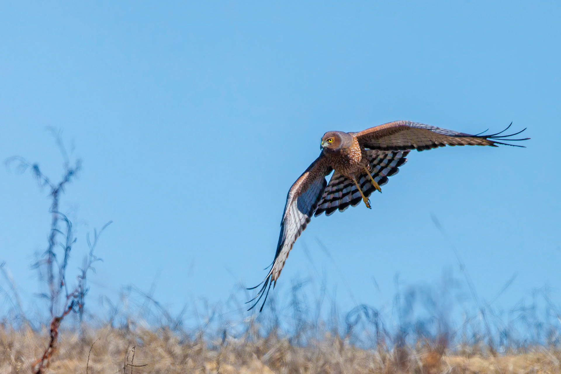 Spotted harrier