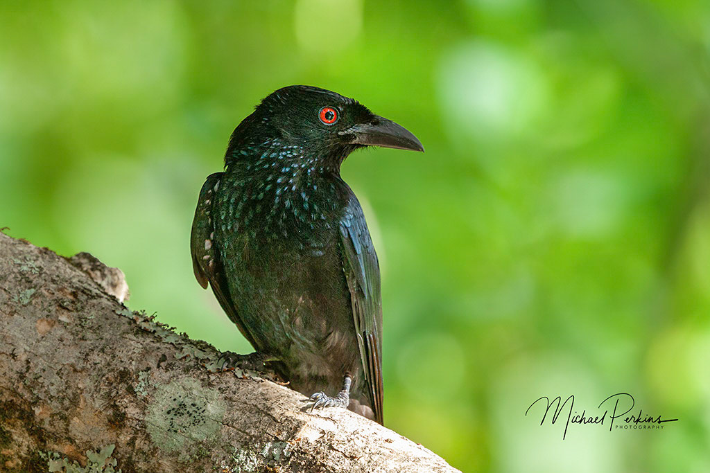 spangled drongo
