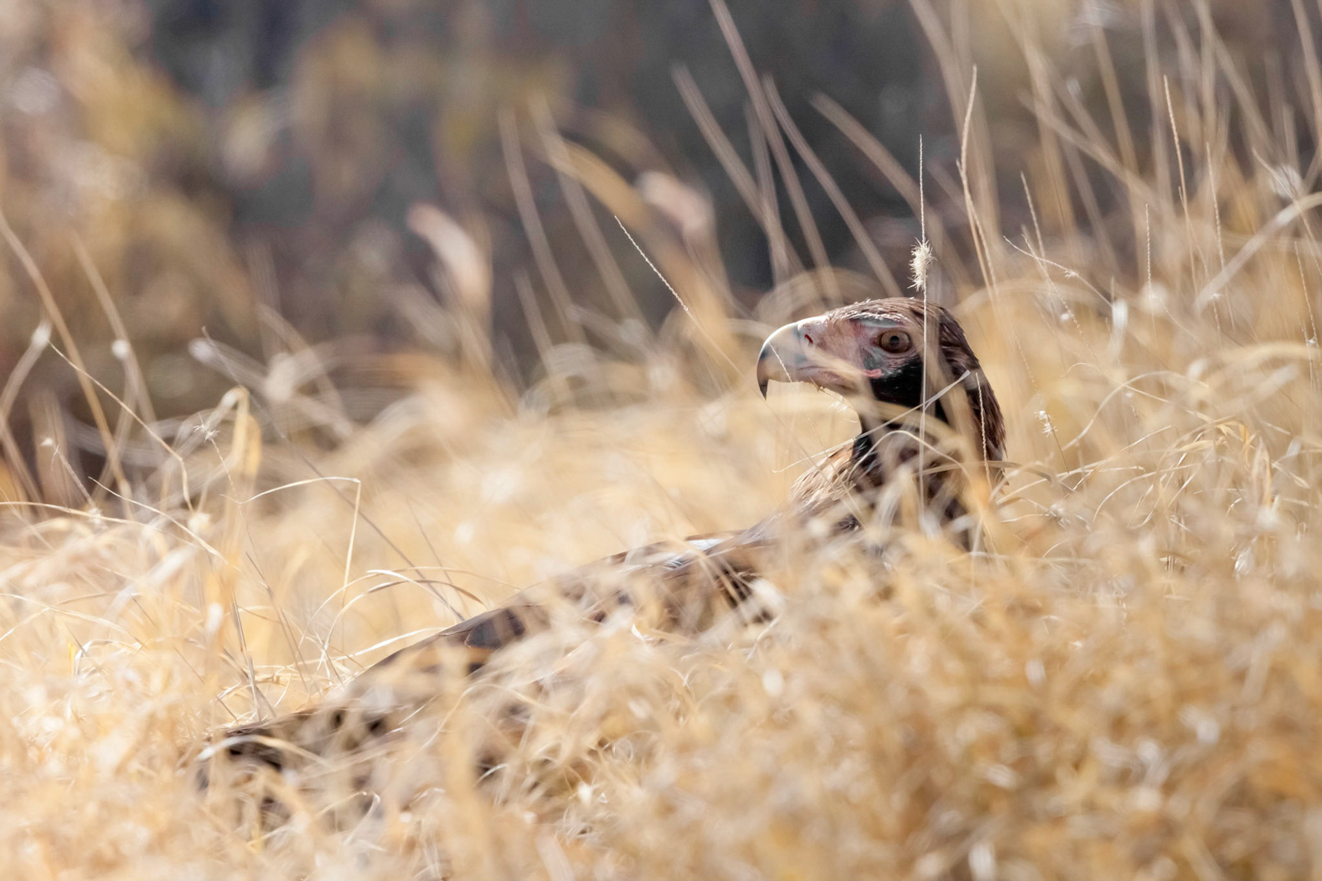 Wedge-tailed Eagle