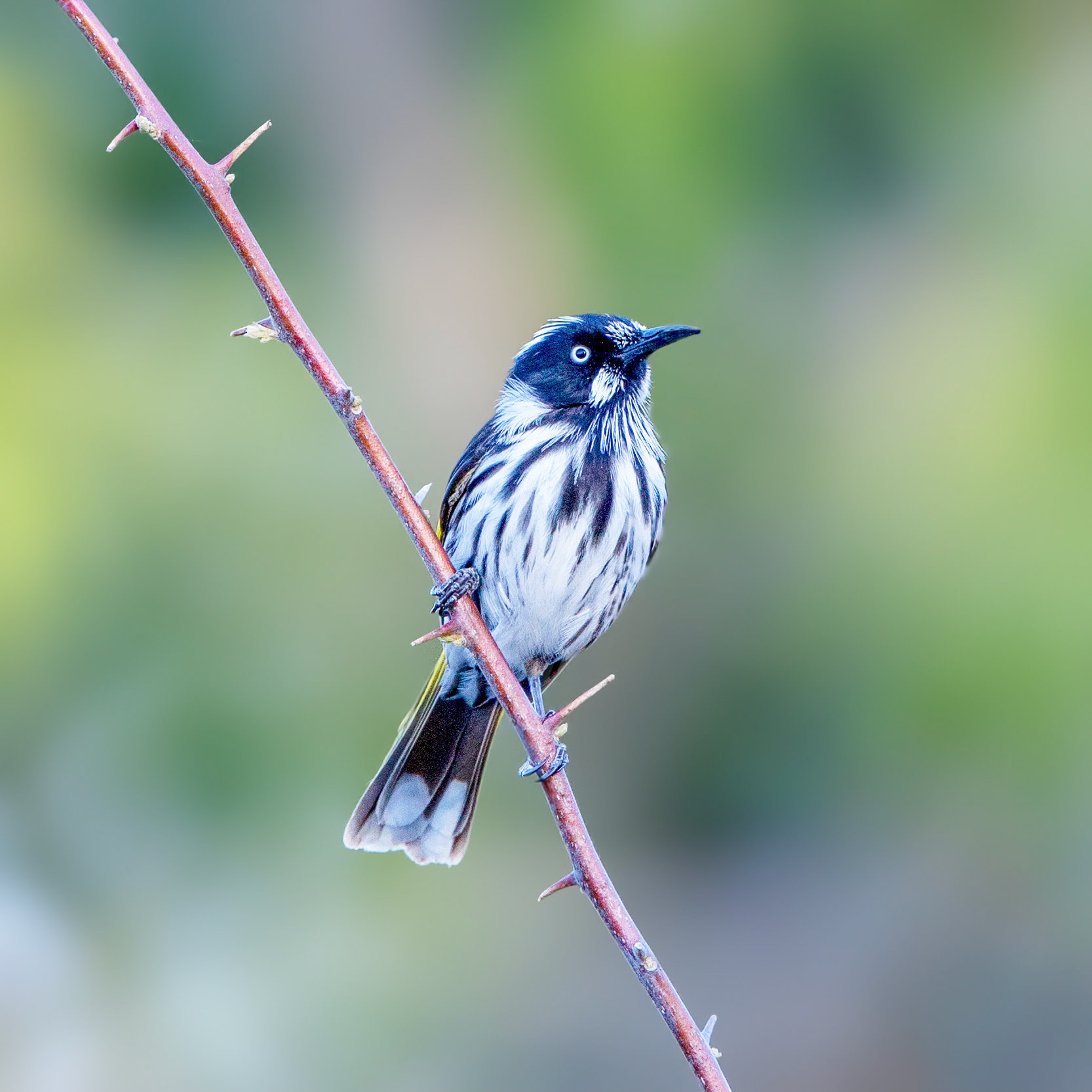 New-holland honeyeater