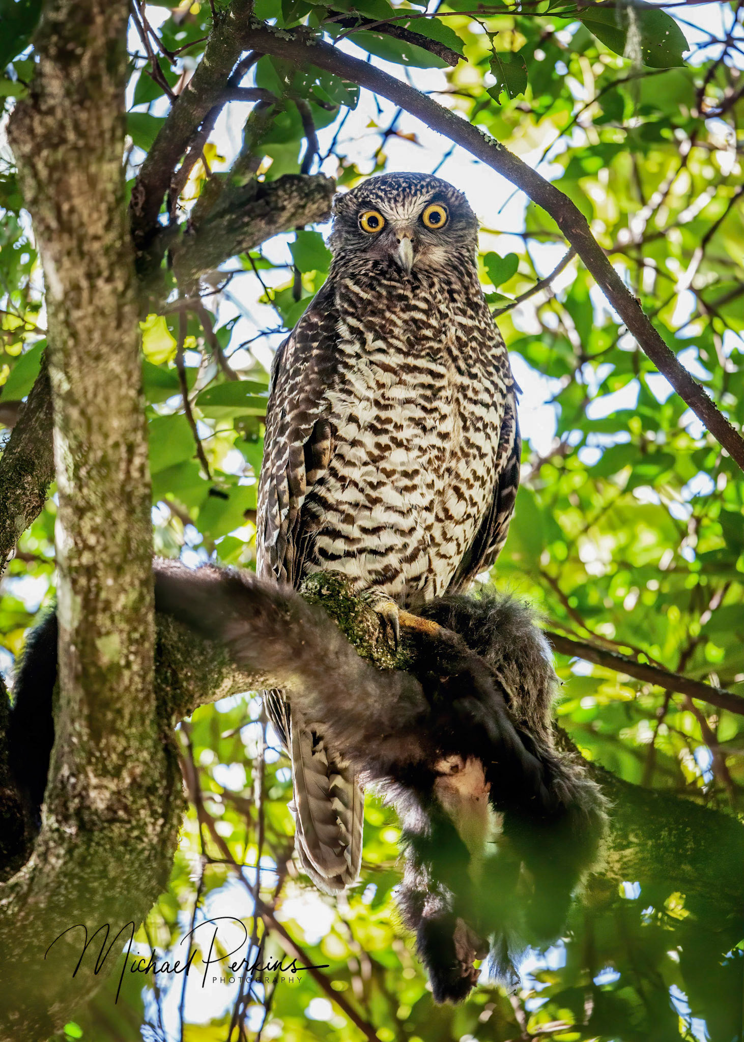 Powerful Owl and Greatewr Glider meal