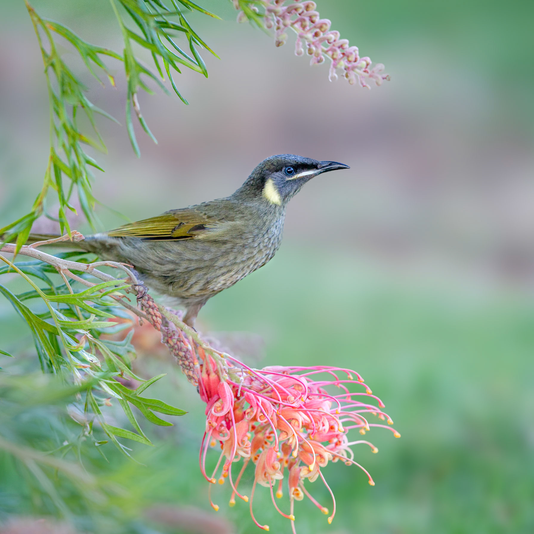 lewin's honeyeater