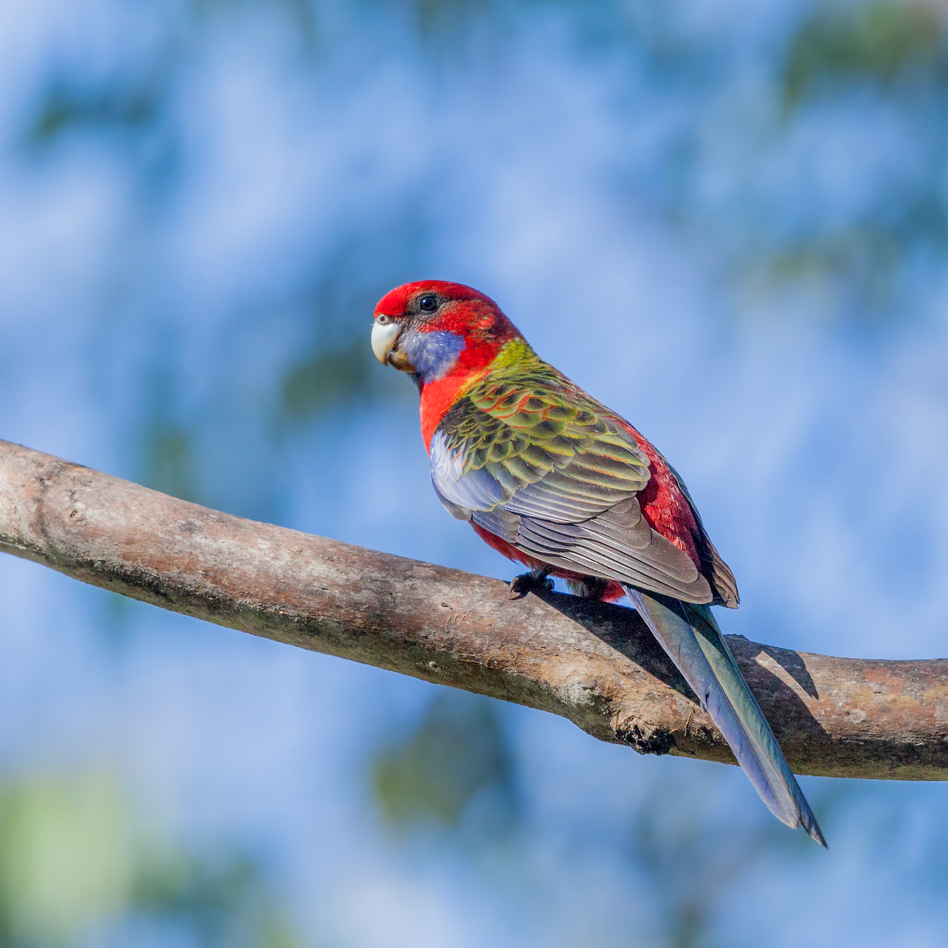 Rosella