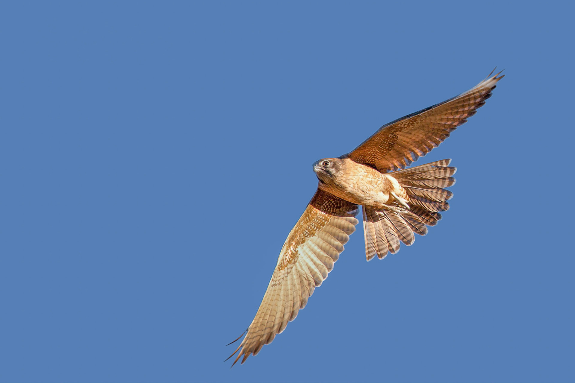 Brown falcon