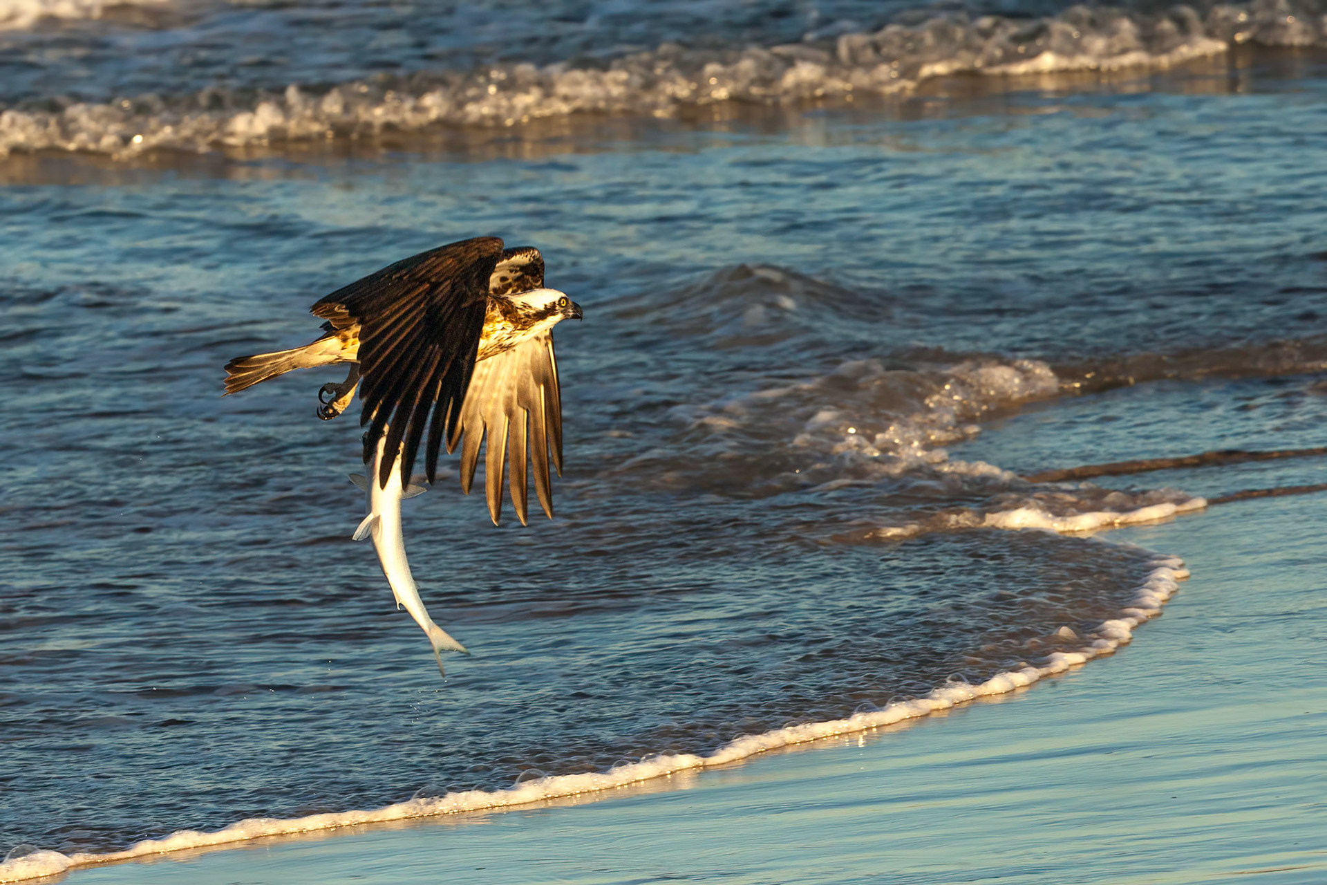 Eastern osprey