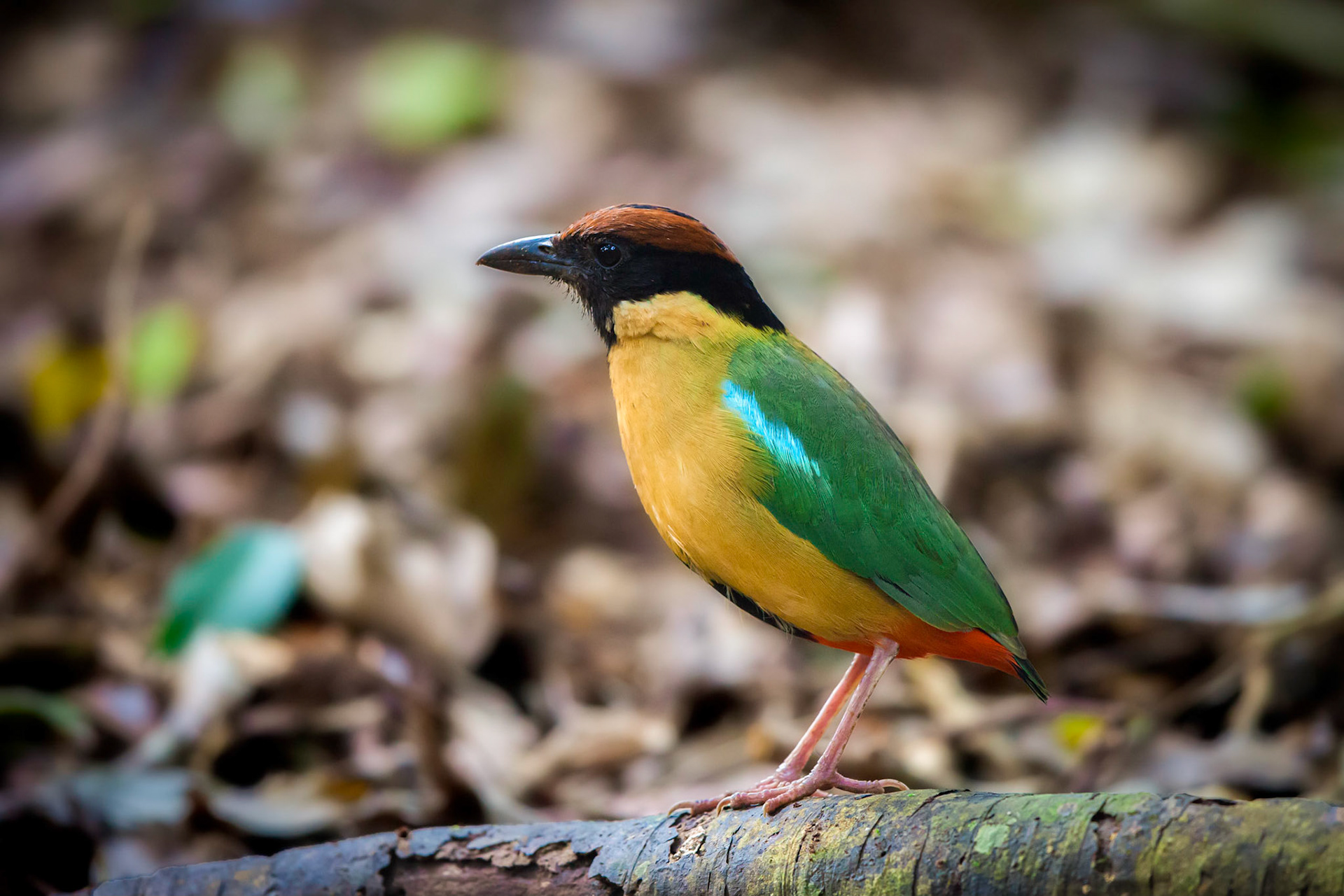 Noisy pitta