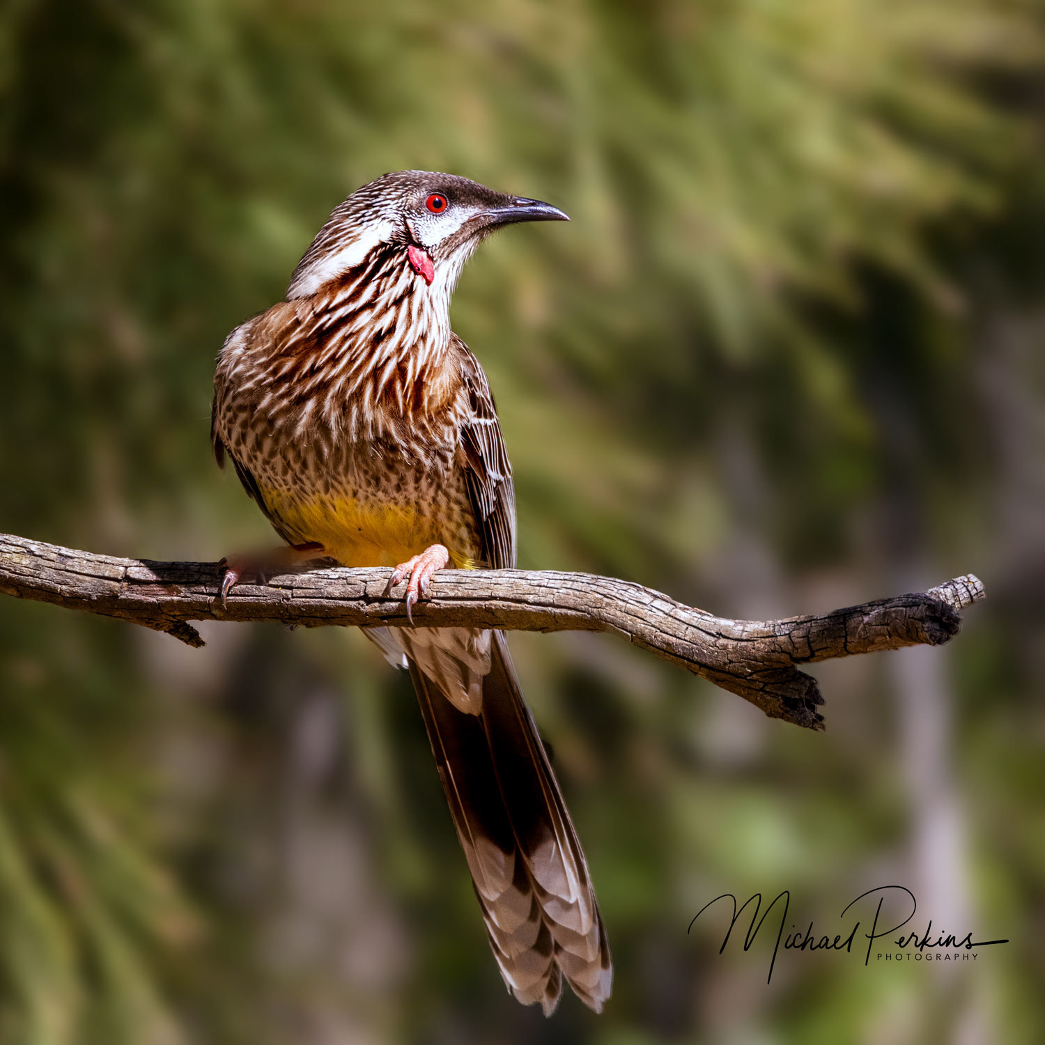 Red Wattlebird