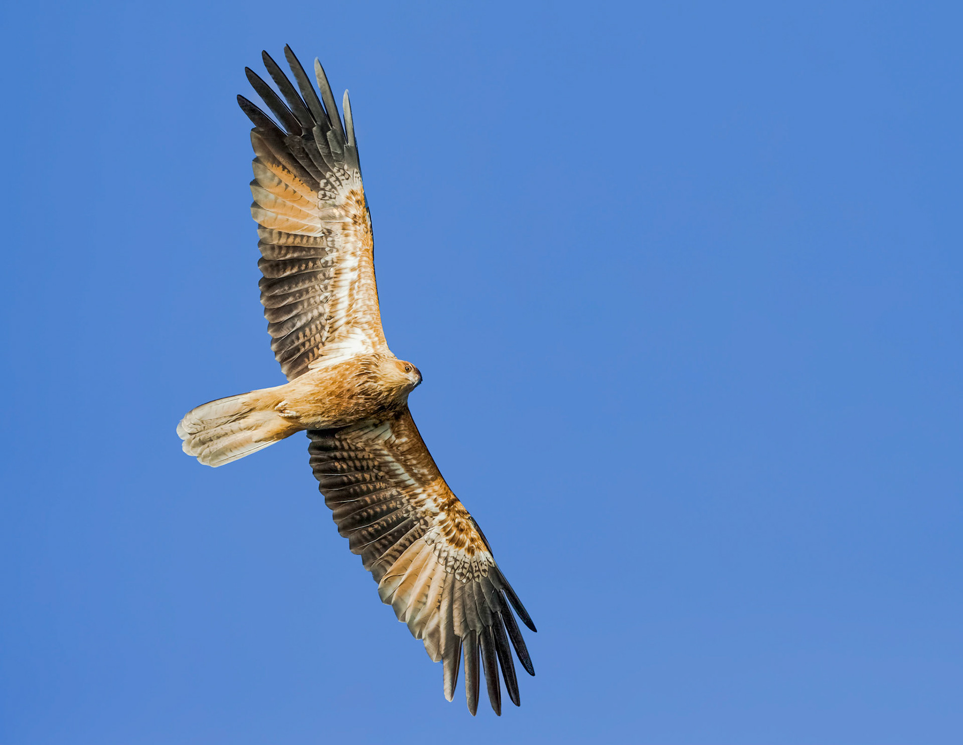 Whistling Kite