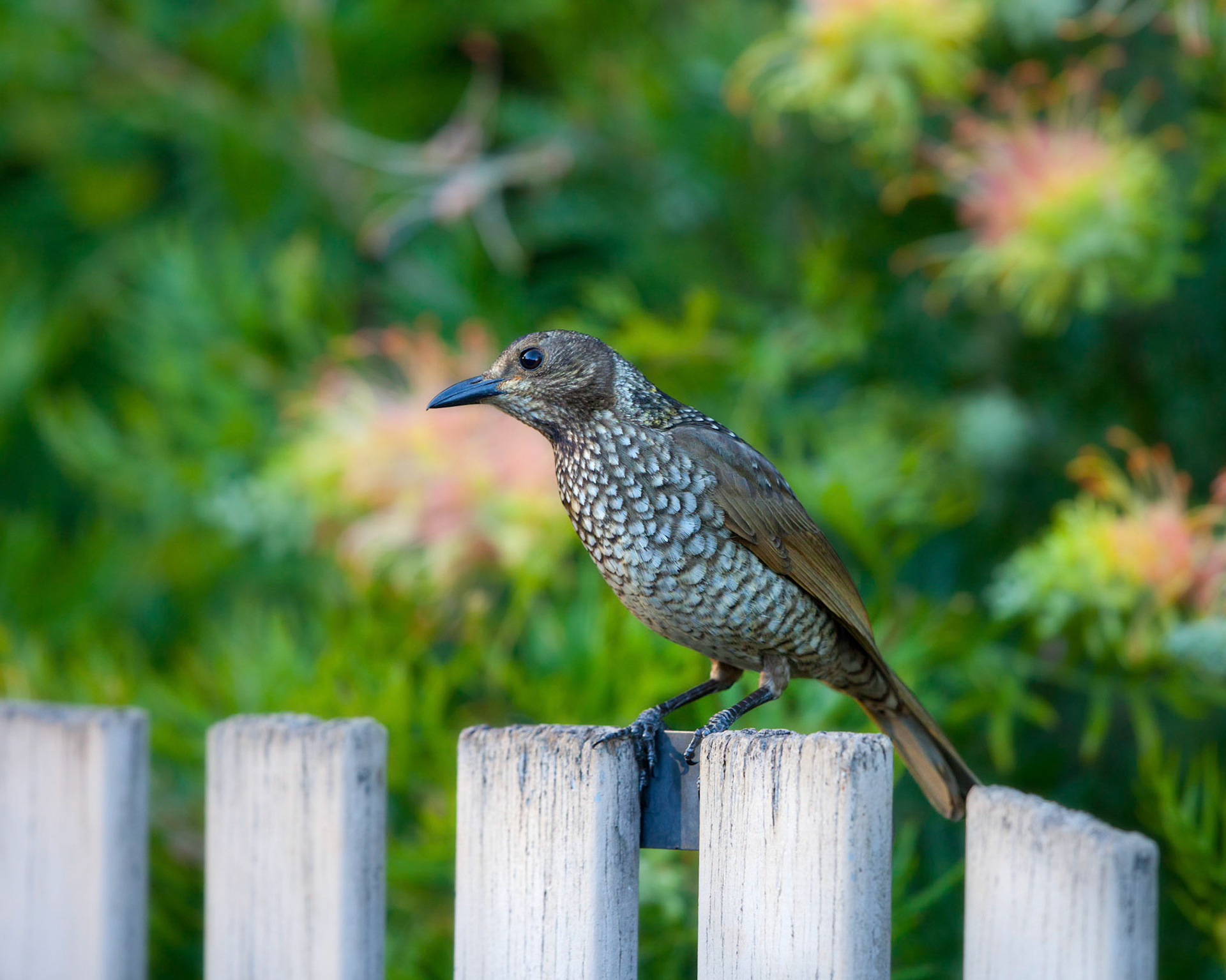 Regent bowerbird