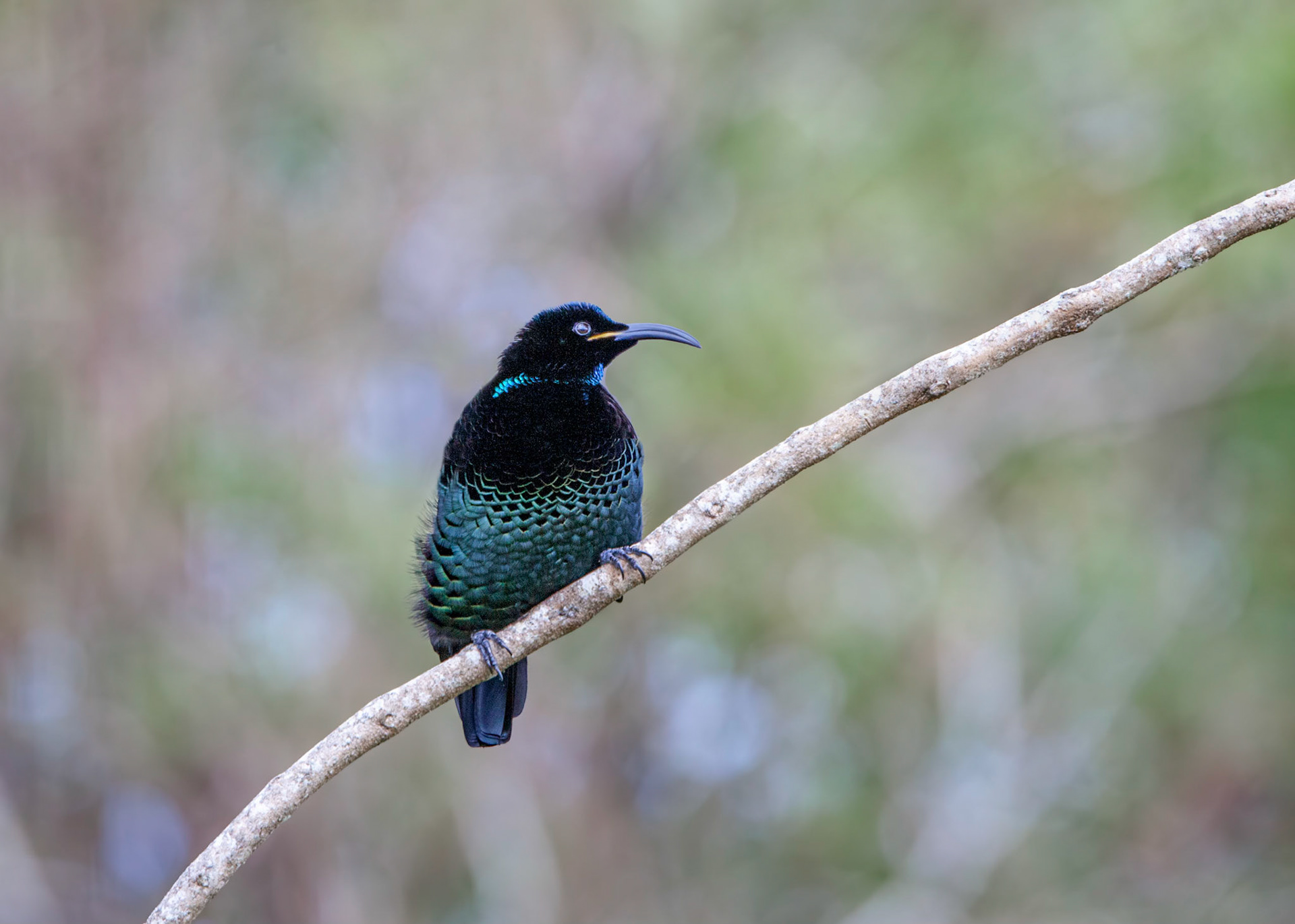 Paradise riflebird