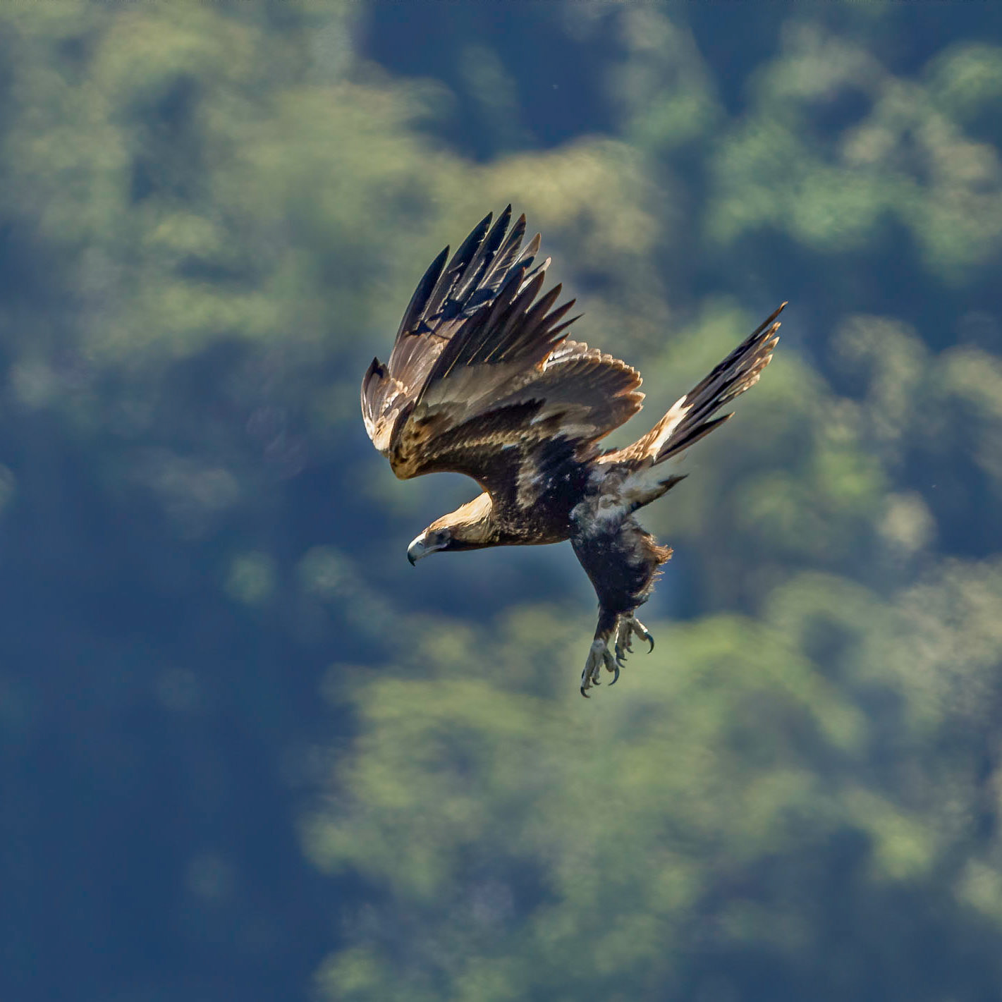 Wedge-tailed eagle