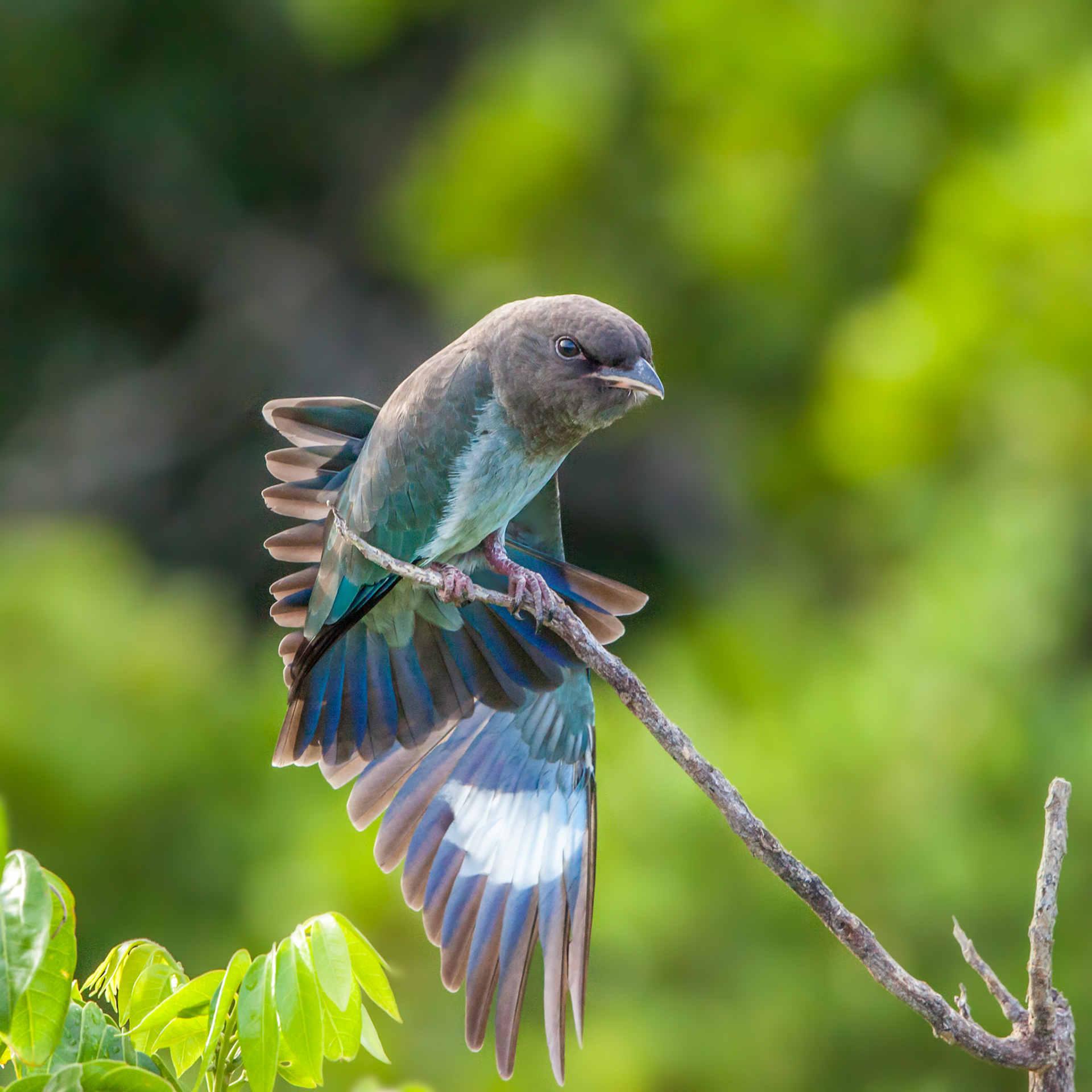 Juvenile Dollarbird