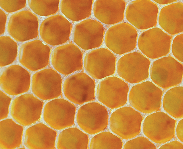 The bee mascot inspired the honeycomb-like design of the railing.