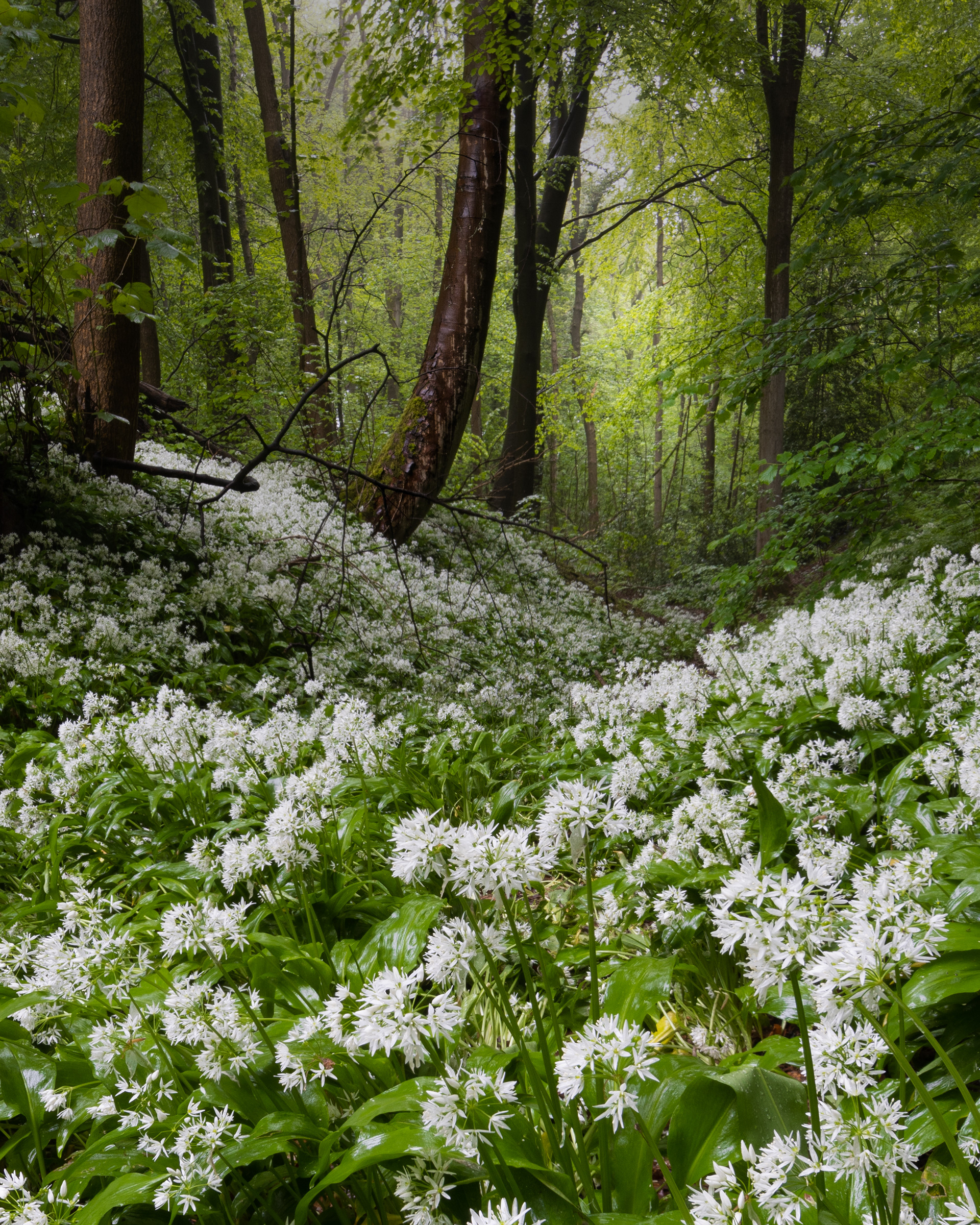 Linacre Woods, Chesterfield