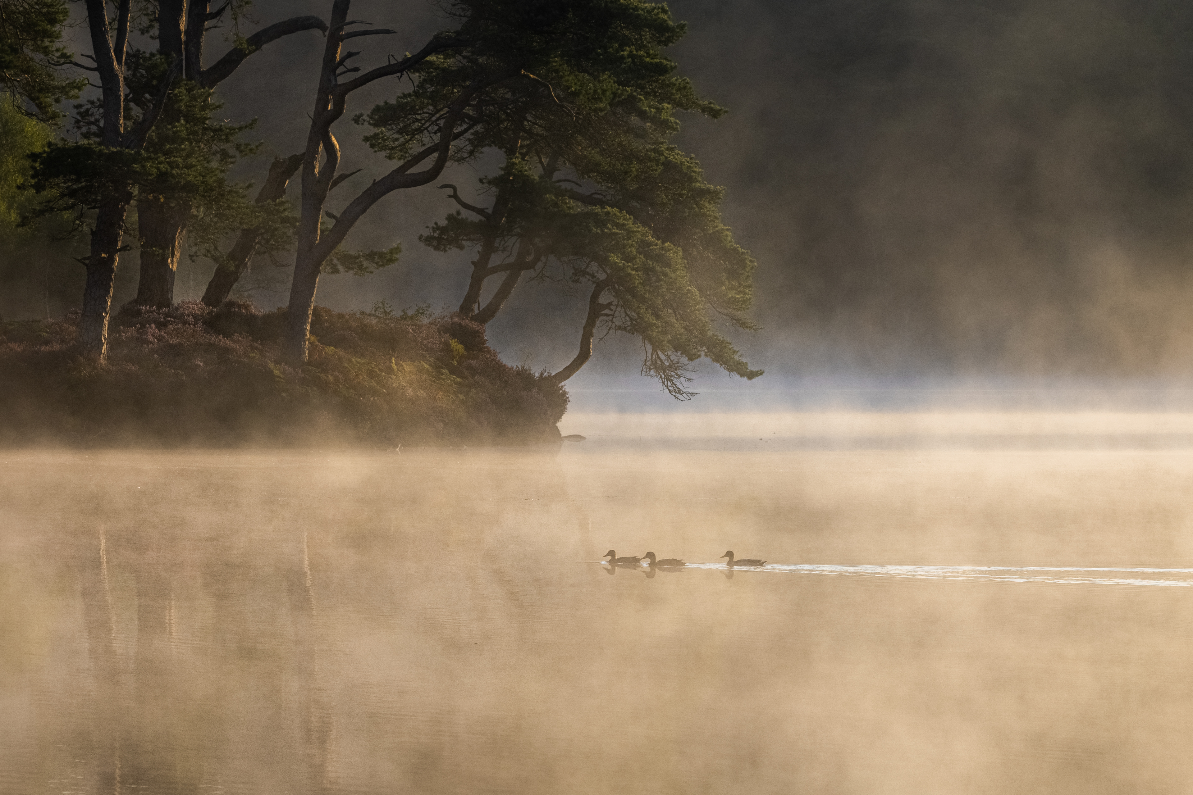 3 Ducks, Tarn Hows, Lake District