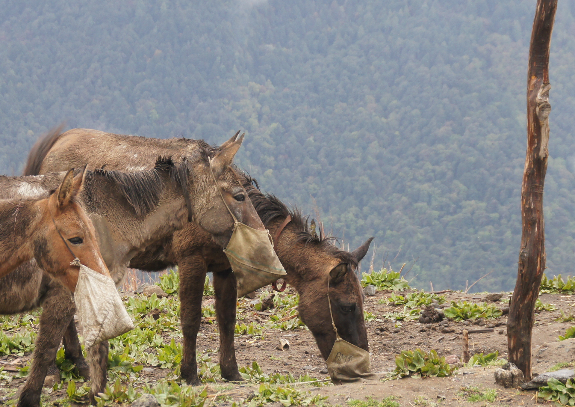 Langtang, Nepal