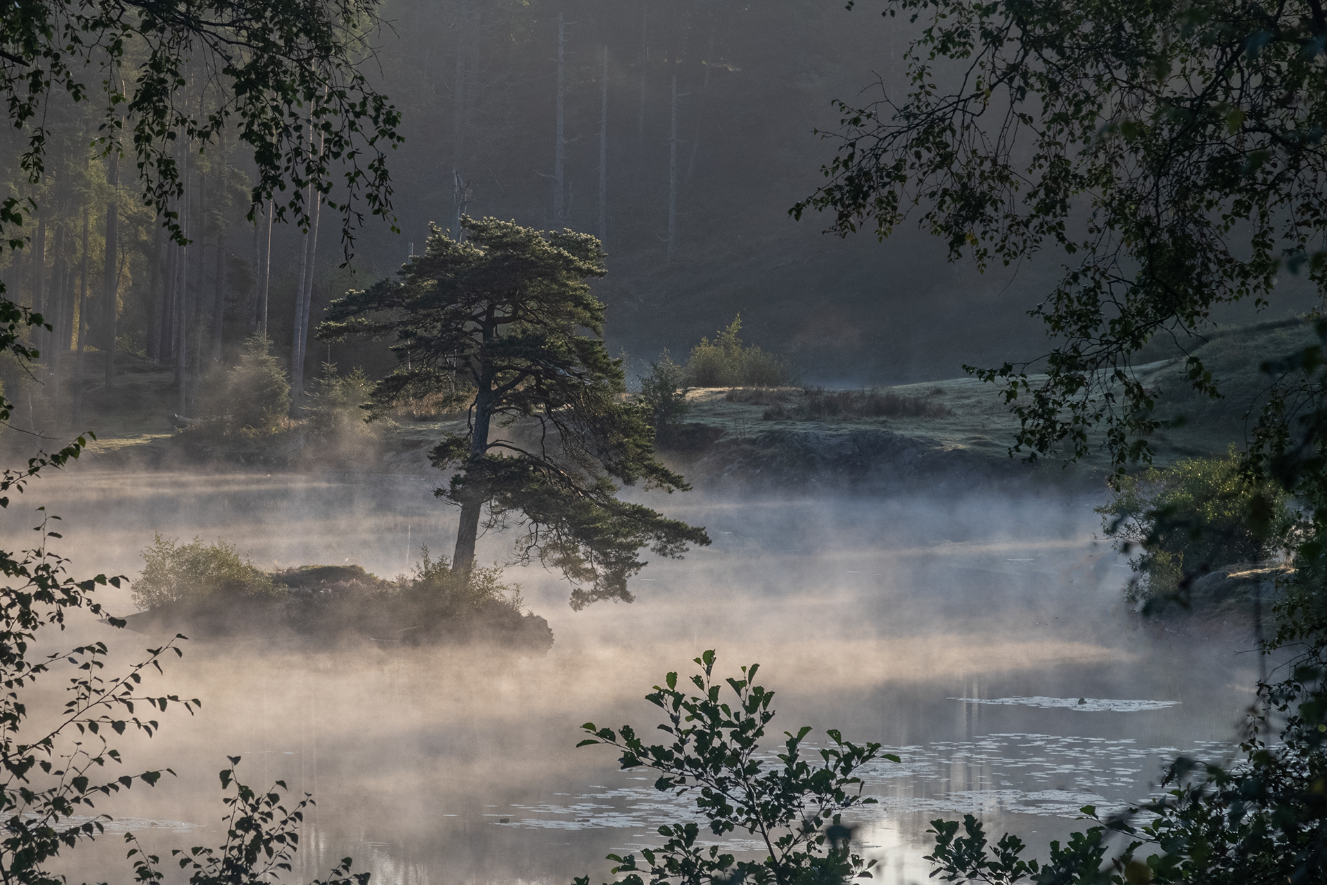 Misty Tree- Tarn Hows, Lake District
