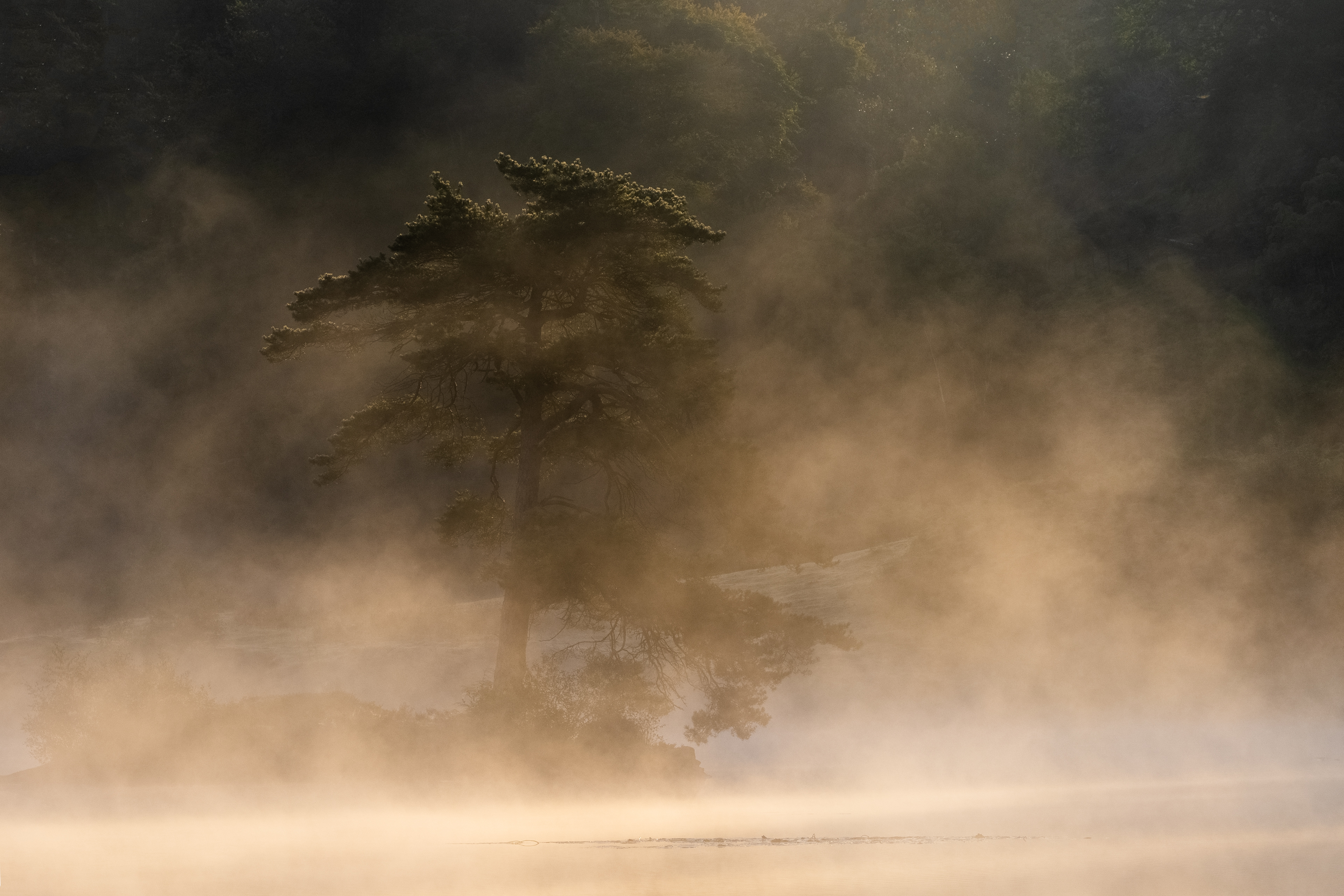 Mist - Tarn Hows, Lake District