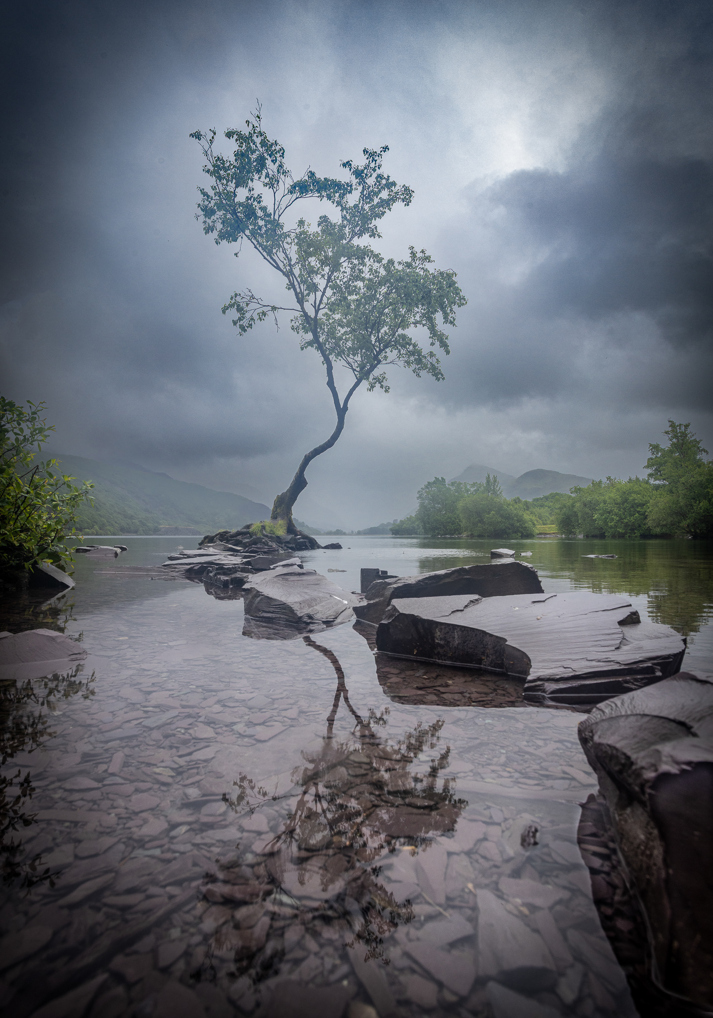 Tree, Snowdonia