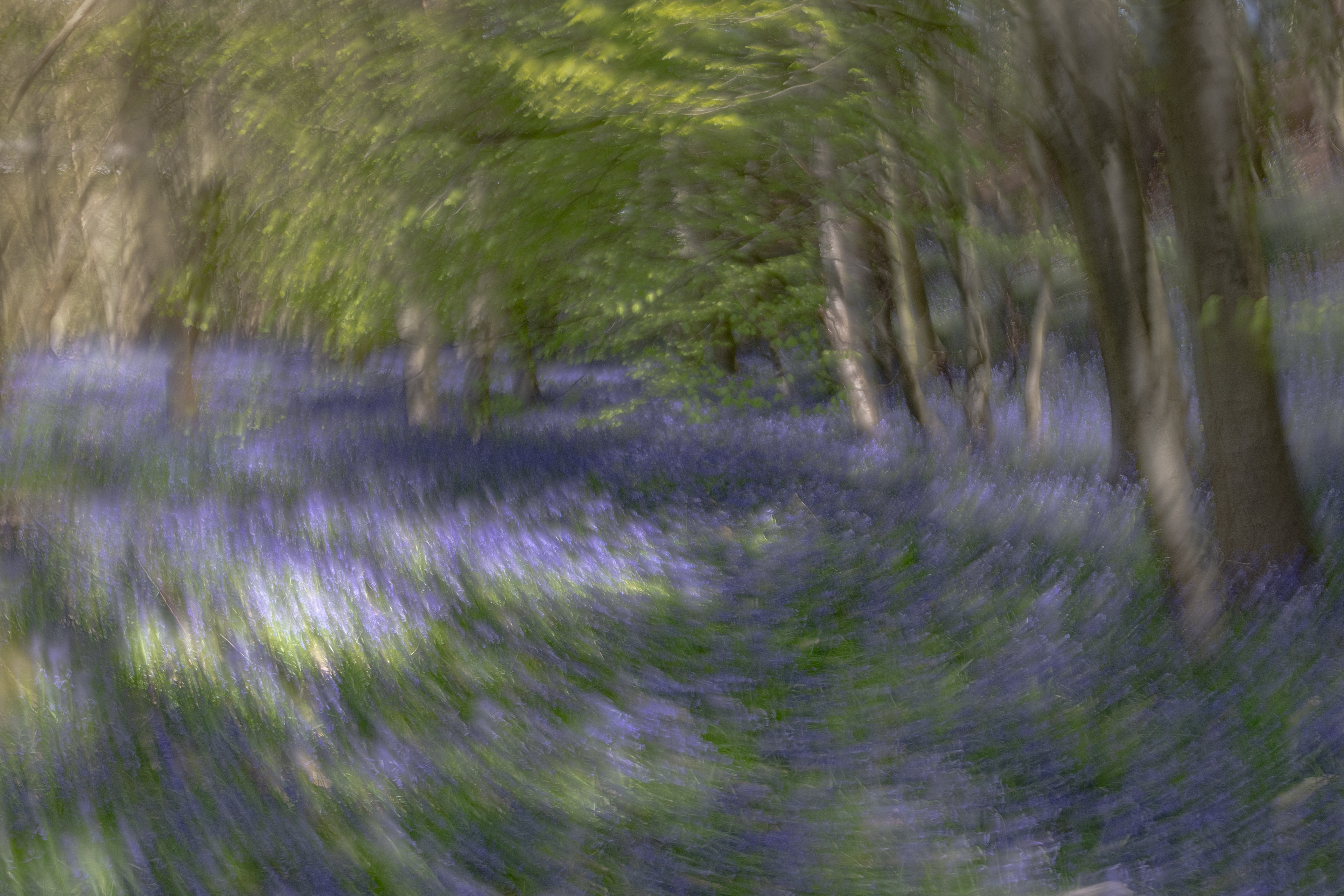 Wharncliffe Woods, Sheffield
