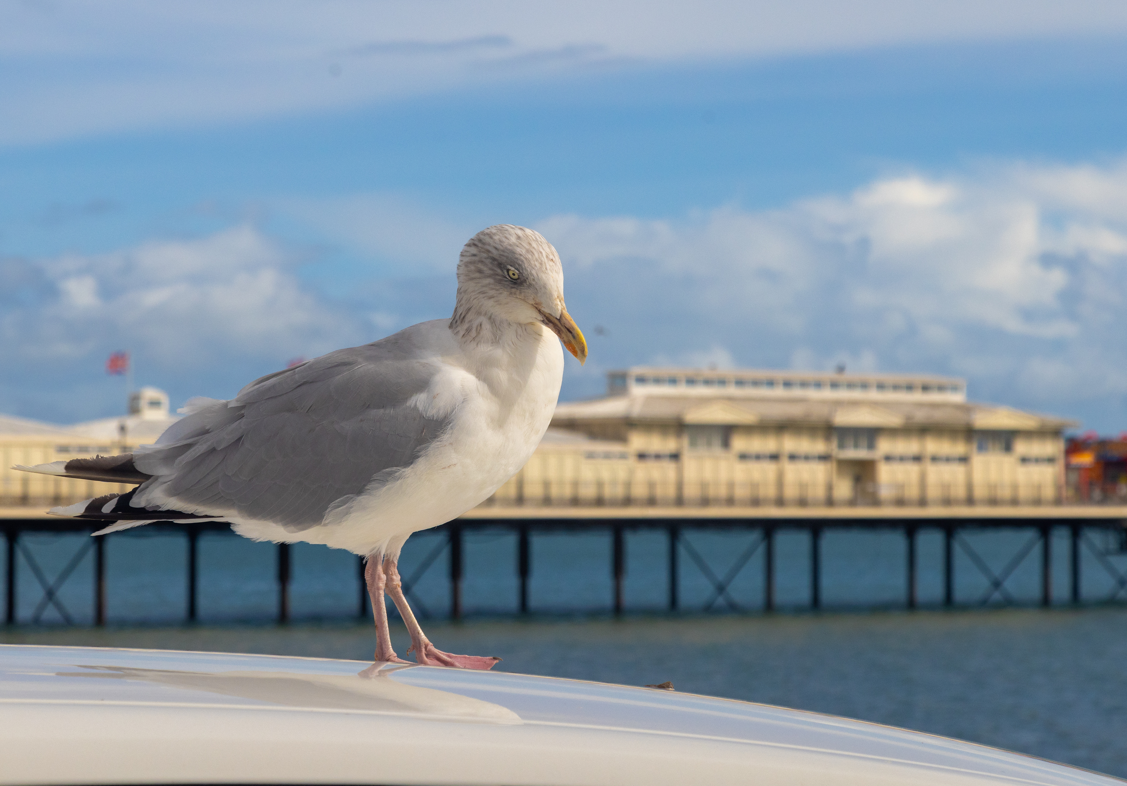 Gull and Pier