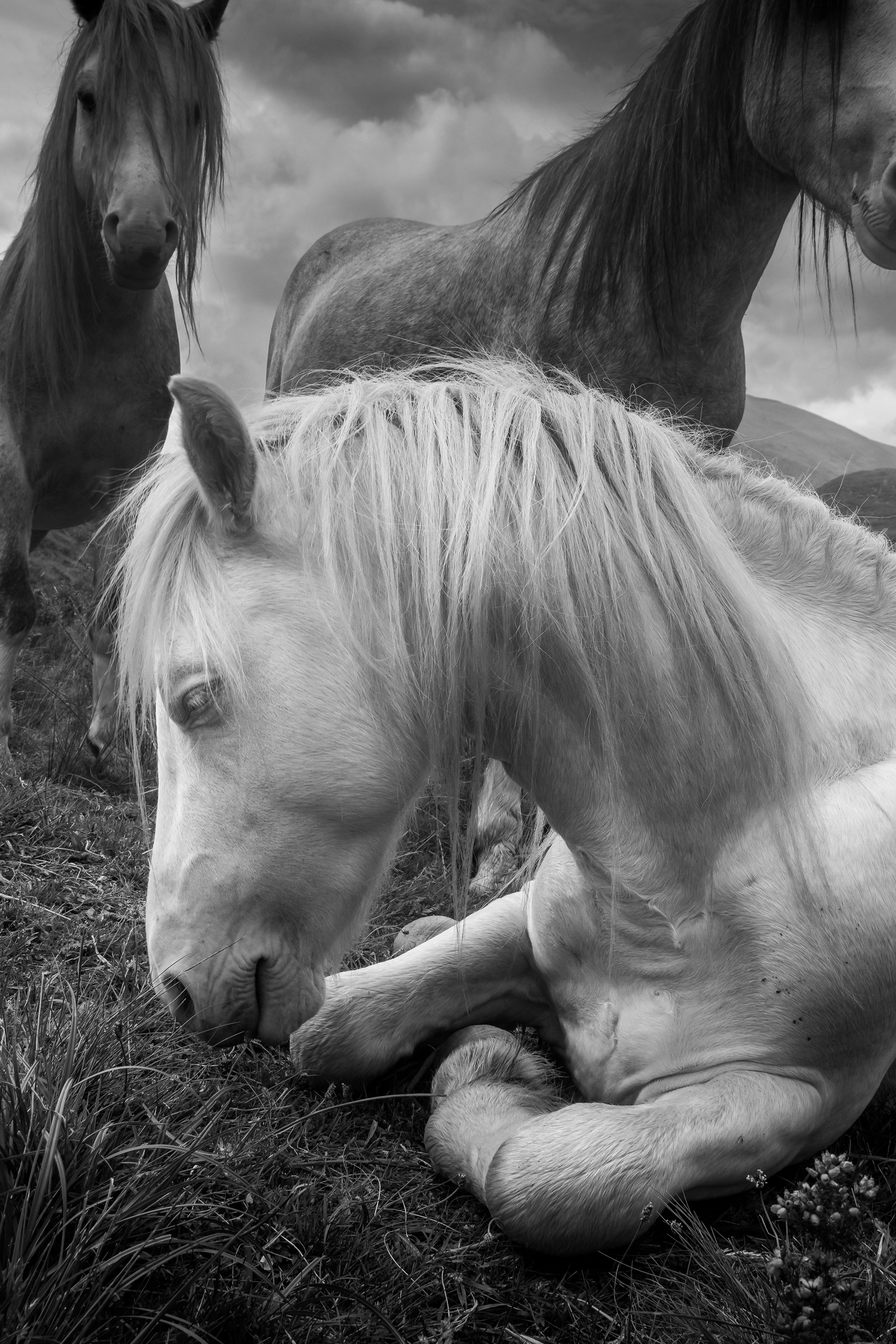 Wild Horses, Snowdonia