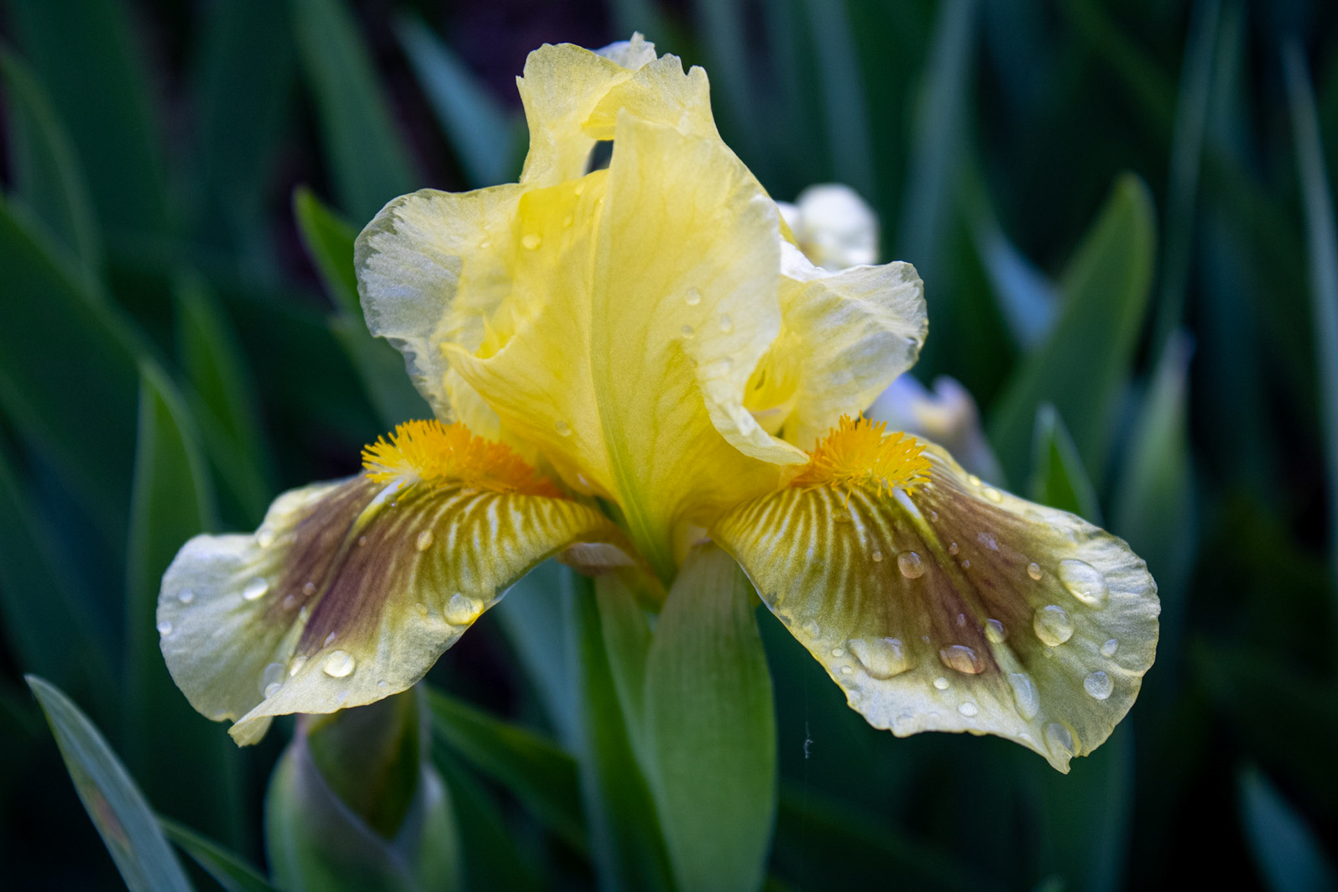 It’s the morning to shine! This picture was taken after morning dew in spring of 2019.