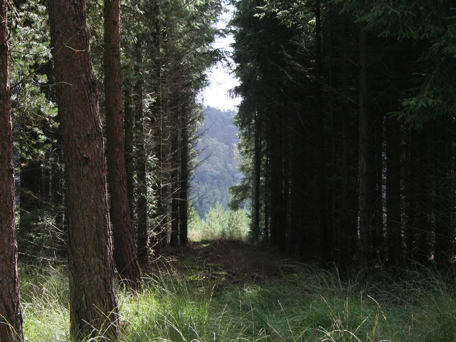 A view through Haldon Forest Park