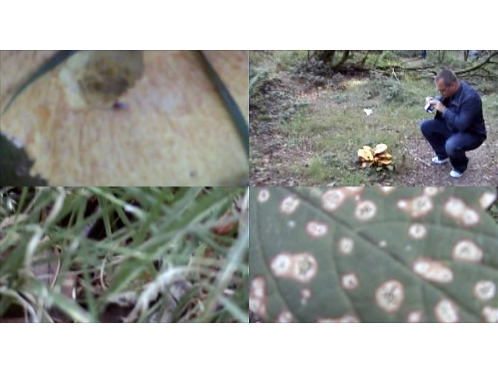 '4 Screens #4: Possible Forests'