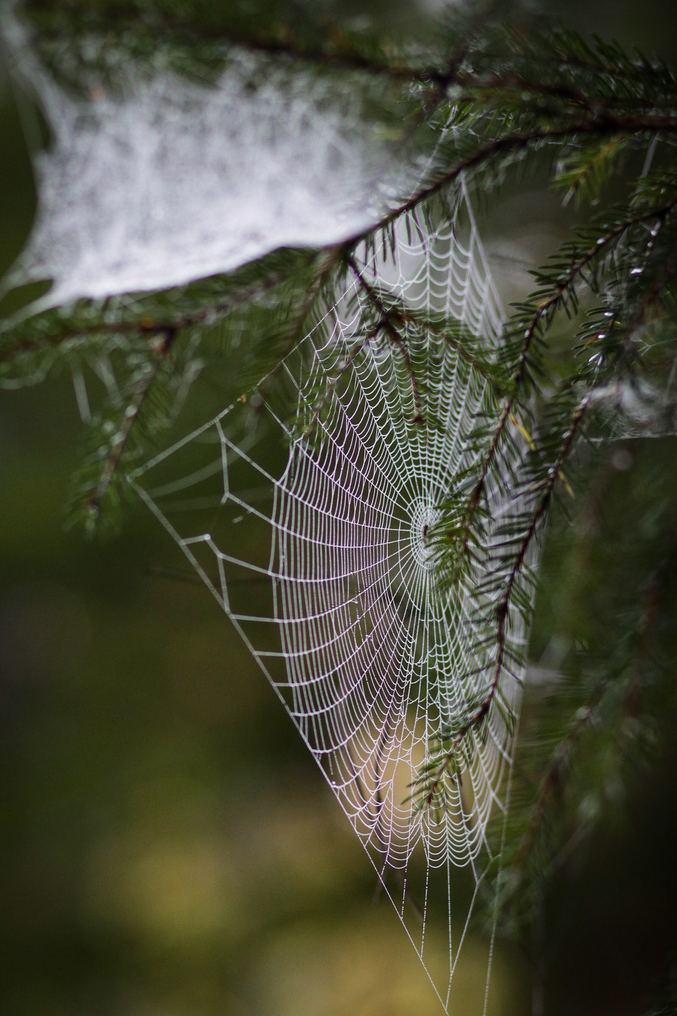 Cobweb in the forest