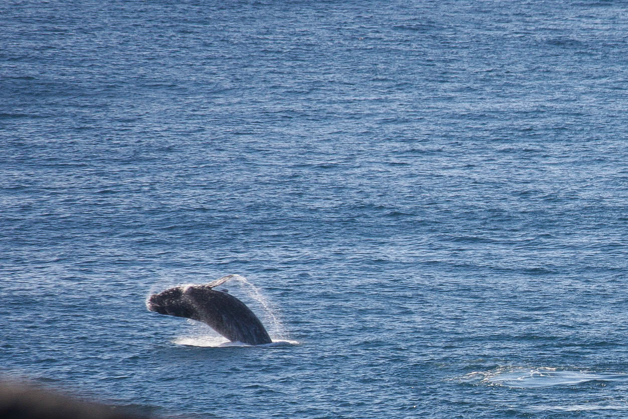 Humpback Whale
