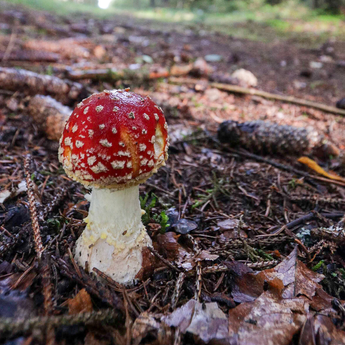 Mushroom