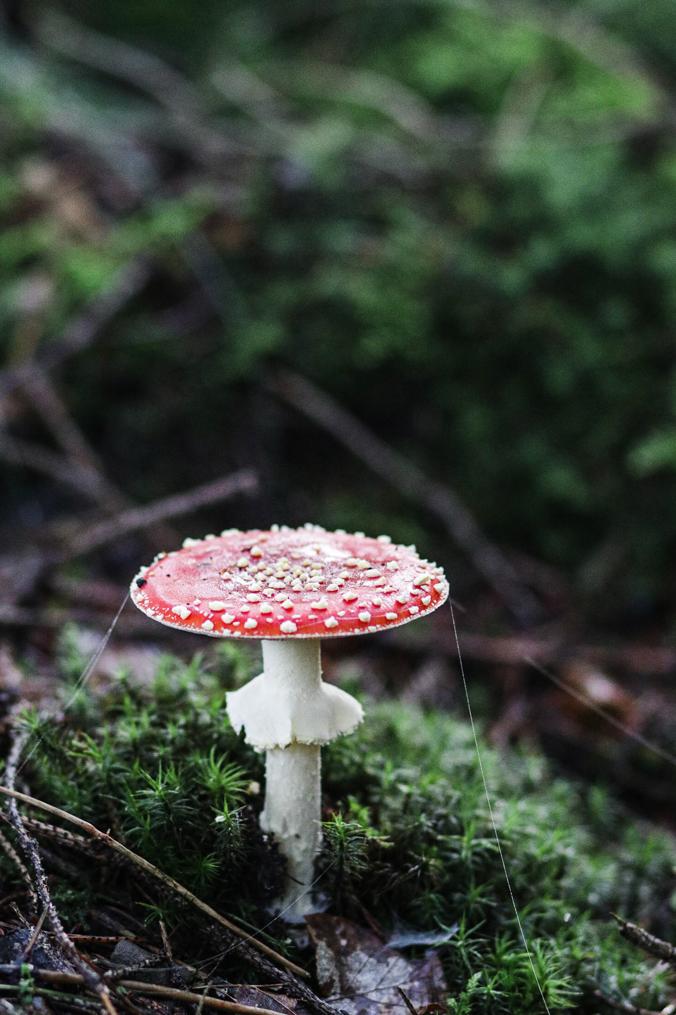 Fall mushroom
