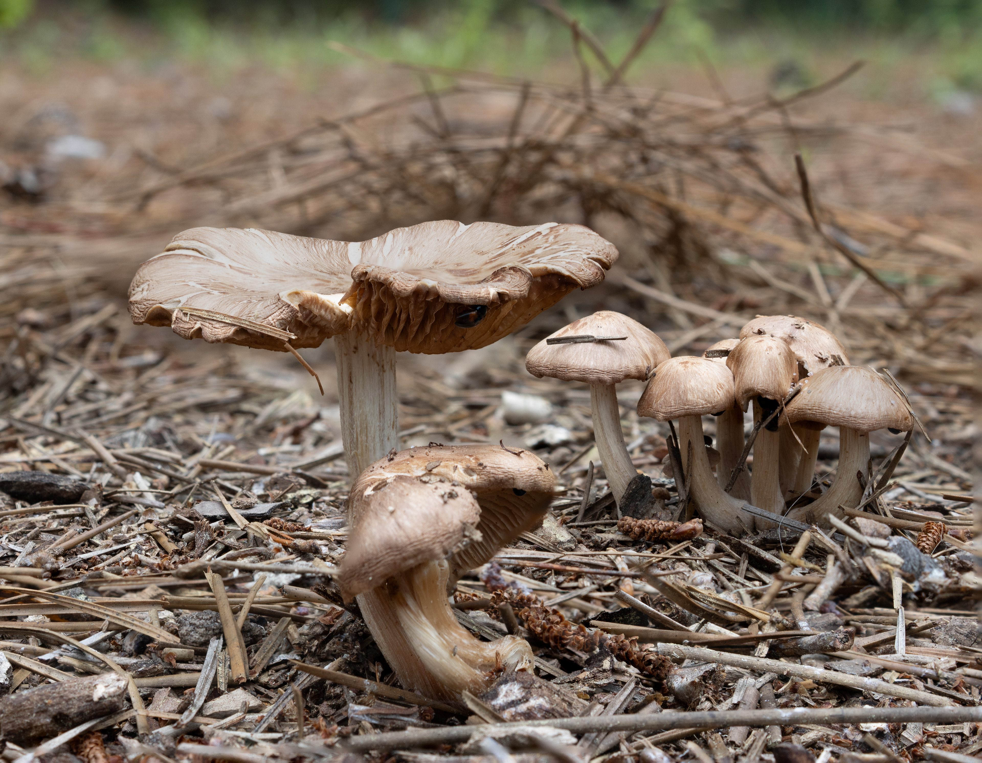 Cluster of bonnet mushrooms (Mycena sp.) along the trail - Little River SC (3064-3069) 06.13.2025