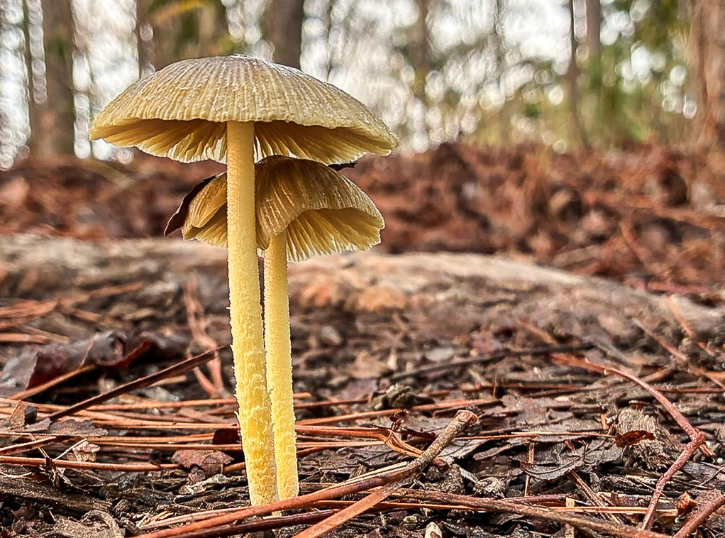 Yellow parasol mushrooms pushing up through pine needles along the trail. Little River SC (8614) 03.10.2026