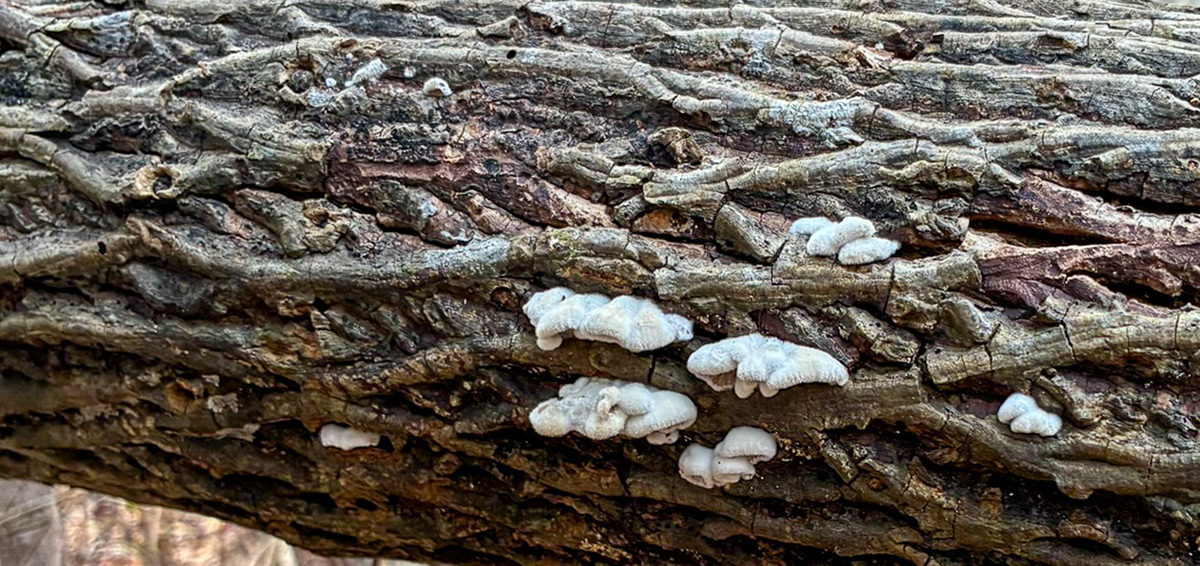 Small white bracket fungi growing in clusters along a fallen hardwood log on the forest floor. Possibly Schizophyllum fungi. Little River SC.(8531) 03.07.2026