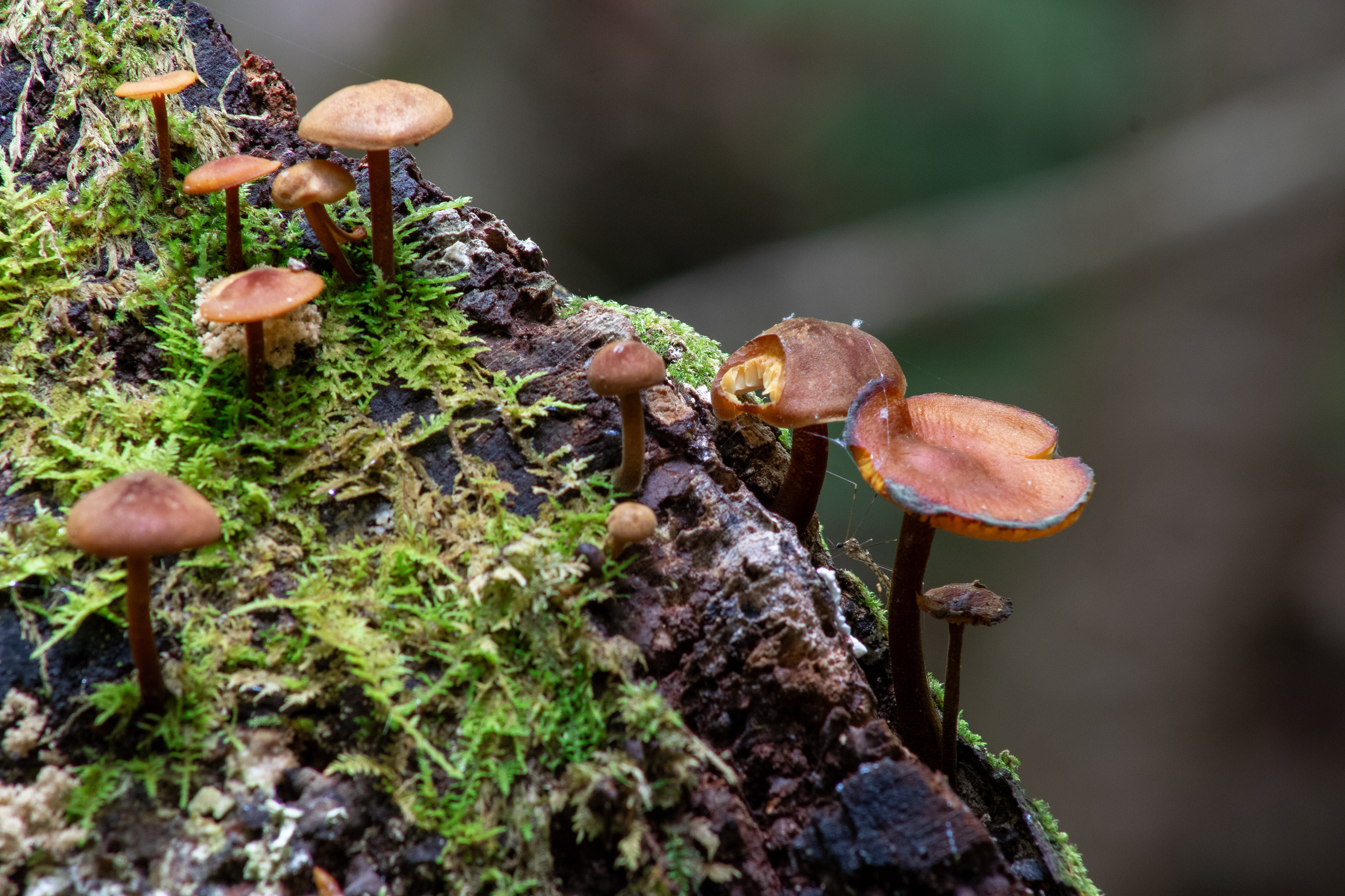Cluster of small orange-brown bonnet mushrooms (likely Mycena species) growing on moss-covered rotting wood in Pisgah National Forest, Western North Carolina. (2819) 05.10.2025