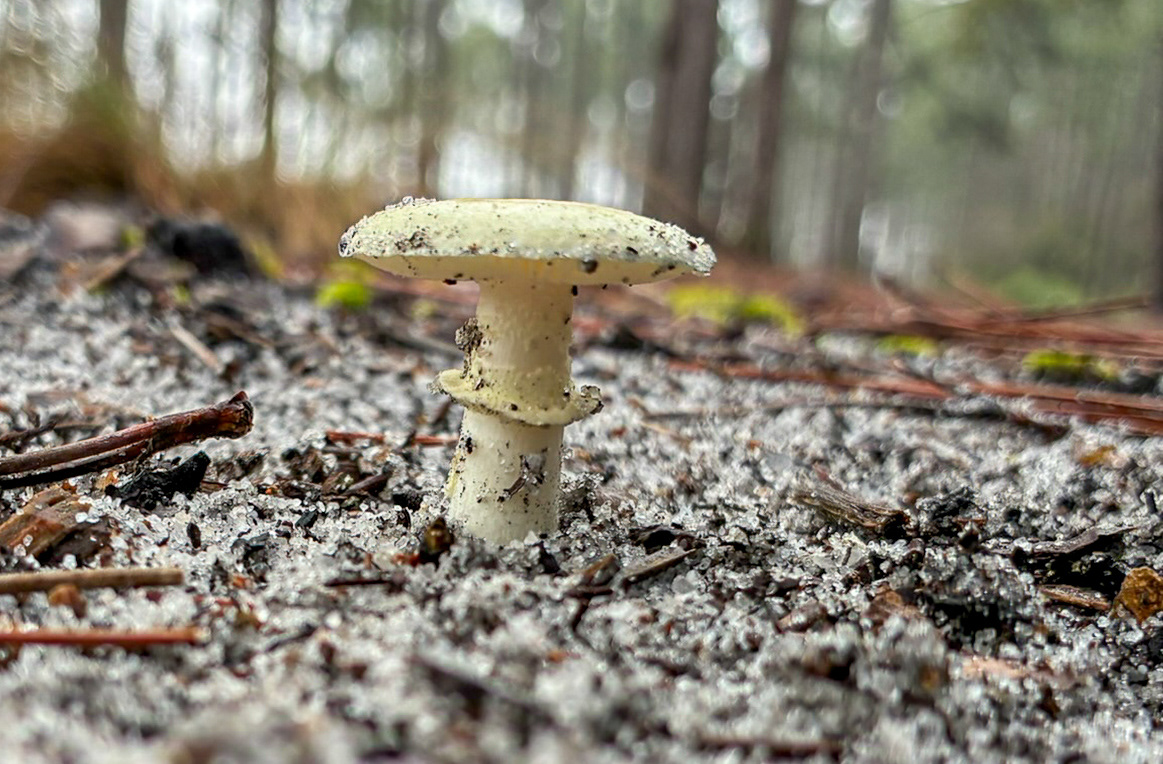 Small pale yellow gilled mushroom growing from sandy pine forest soil among pine needles. Cap lightly granular with a distinct ring on the stem. Agaricales, possibly Amanita Mushroom. Little River SC.(8602) 03.09.2026