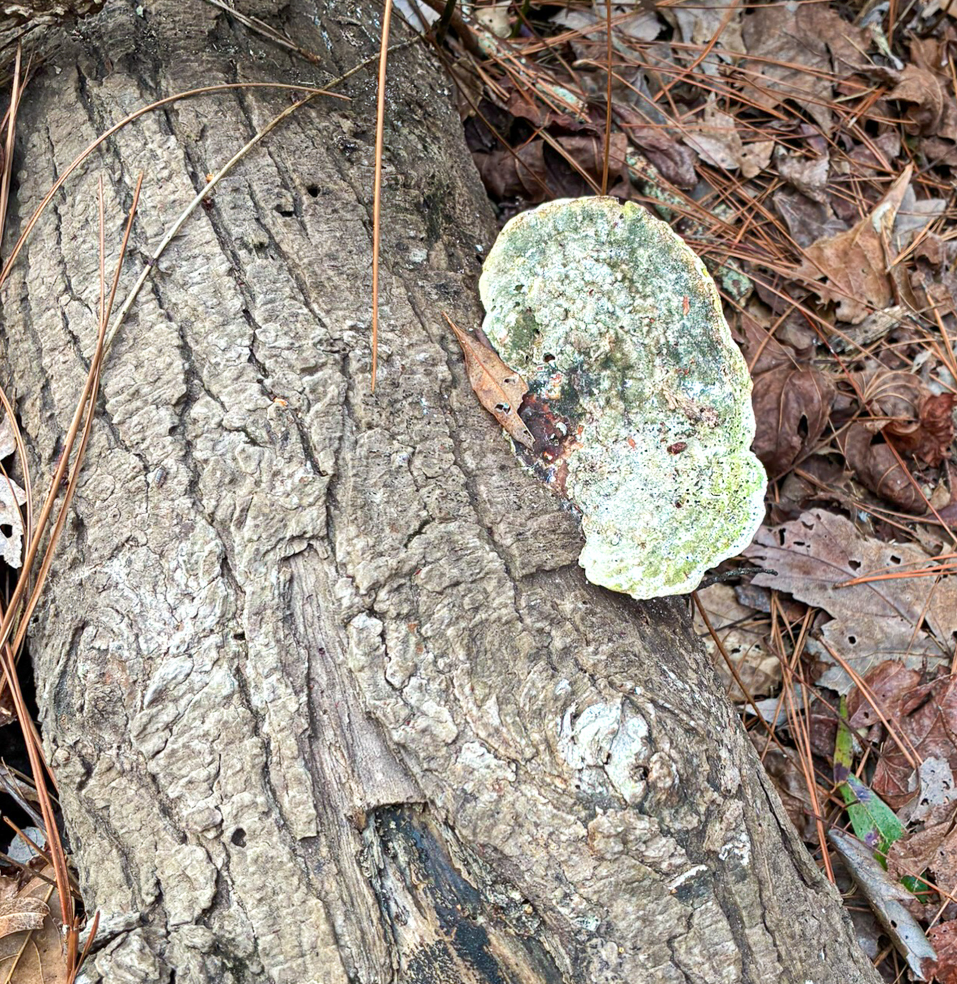 Lichen growing on decaying log. Probably Green Crustose. Little River SC (8527) 03.07.2026